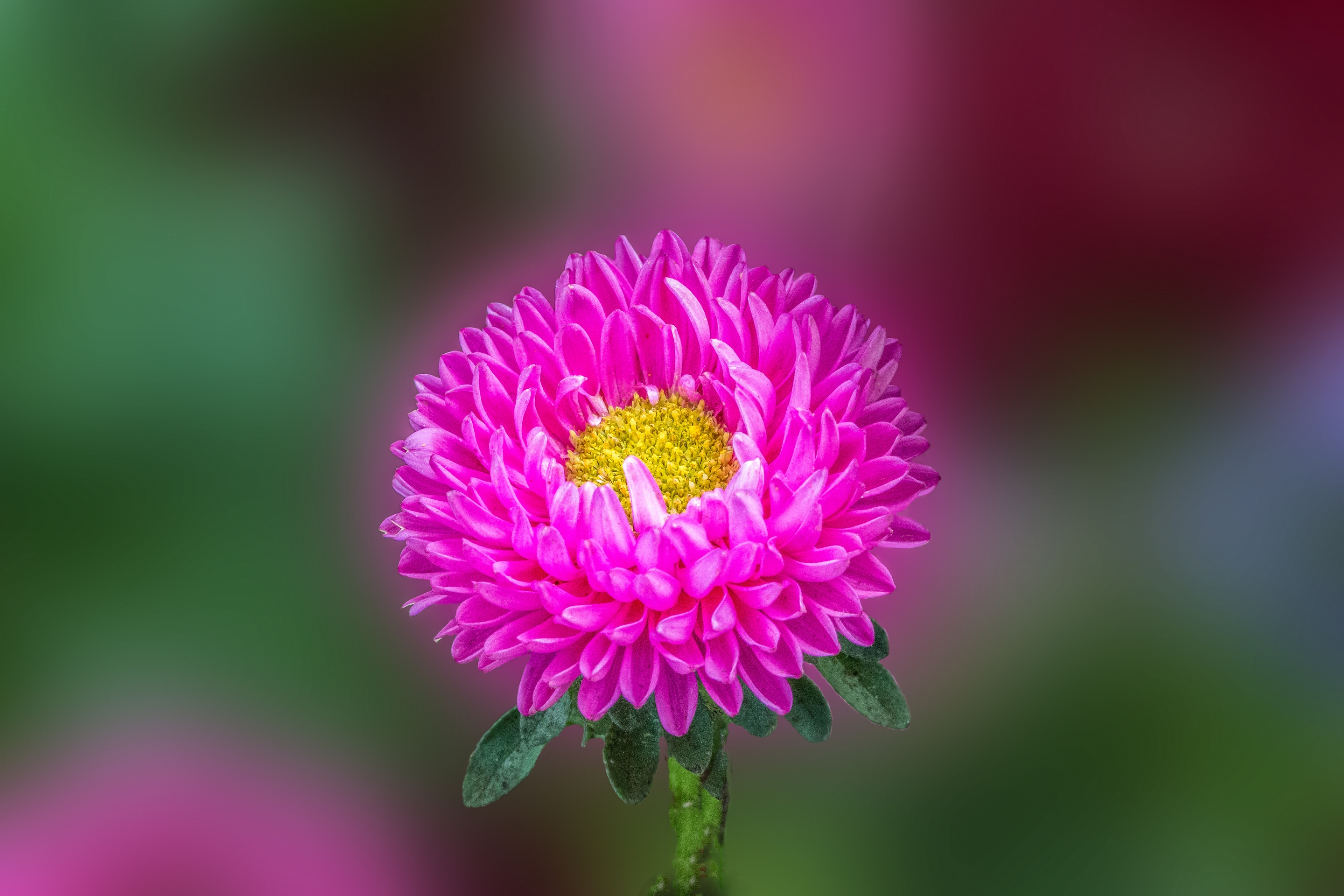 Обои макро, астра, aster flower, macro, astra разрешение 2880x1920 Загрузить