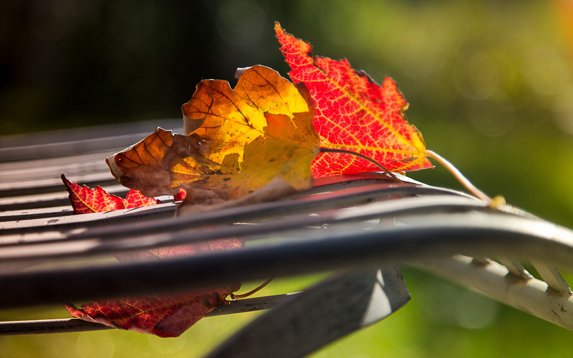 природа листья осень скачать