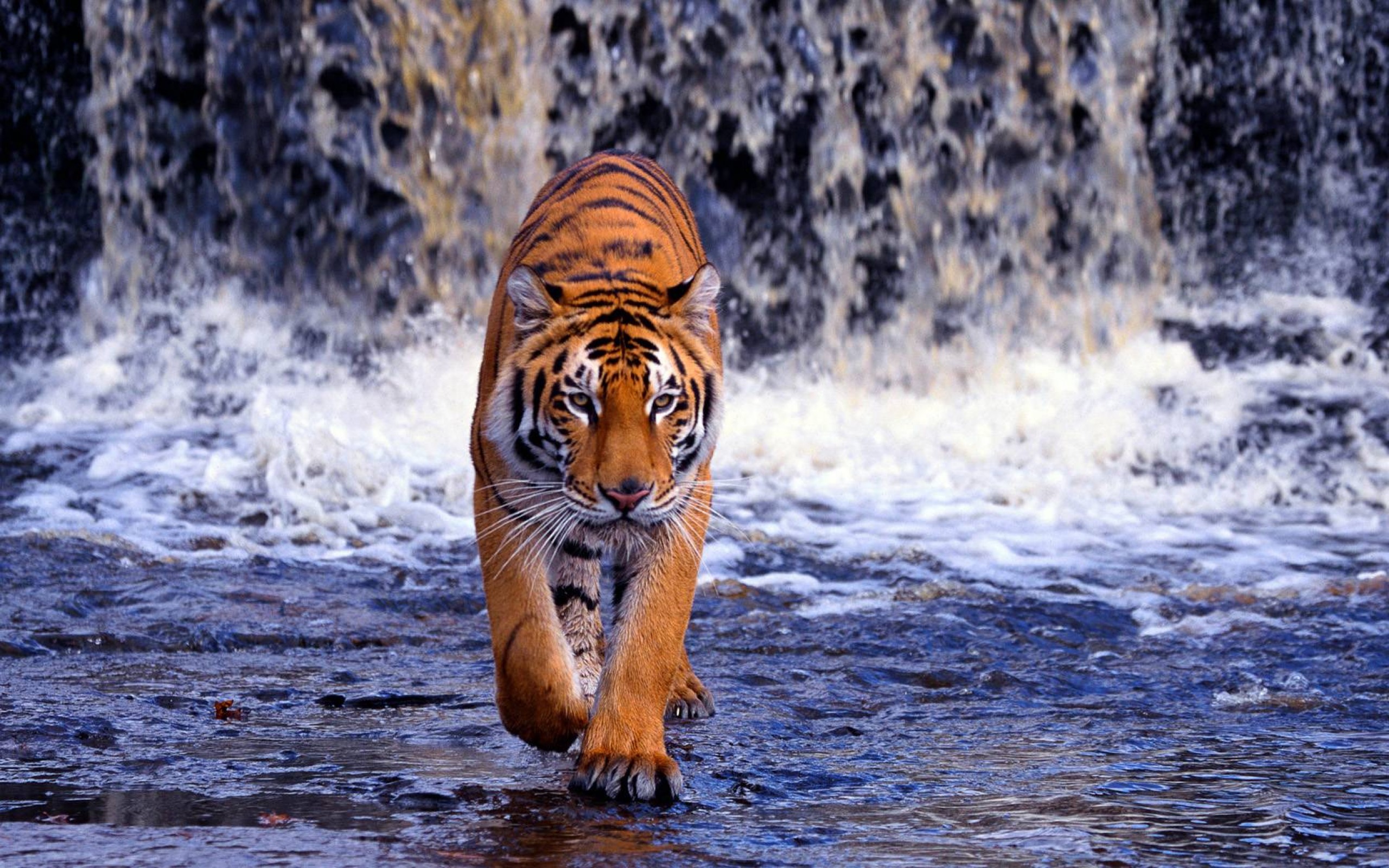 Обои тигр, река, водопад, жищник, tiger, river, waterfall, isnic разрешение 2560x1600 Загрузить