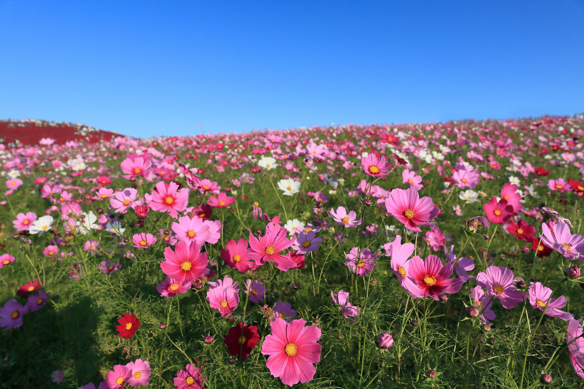 Обои небо, цветы, поле, космея, the sky, flowers, field, kosmeya разрешение 2048x1365 Загрузить