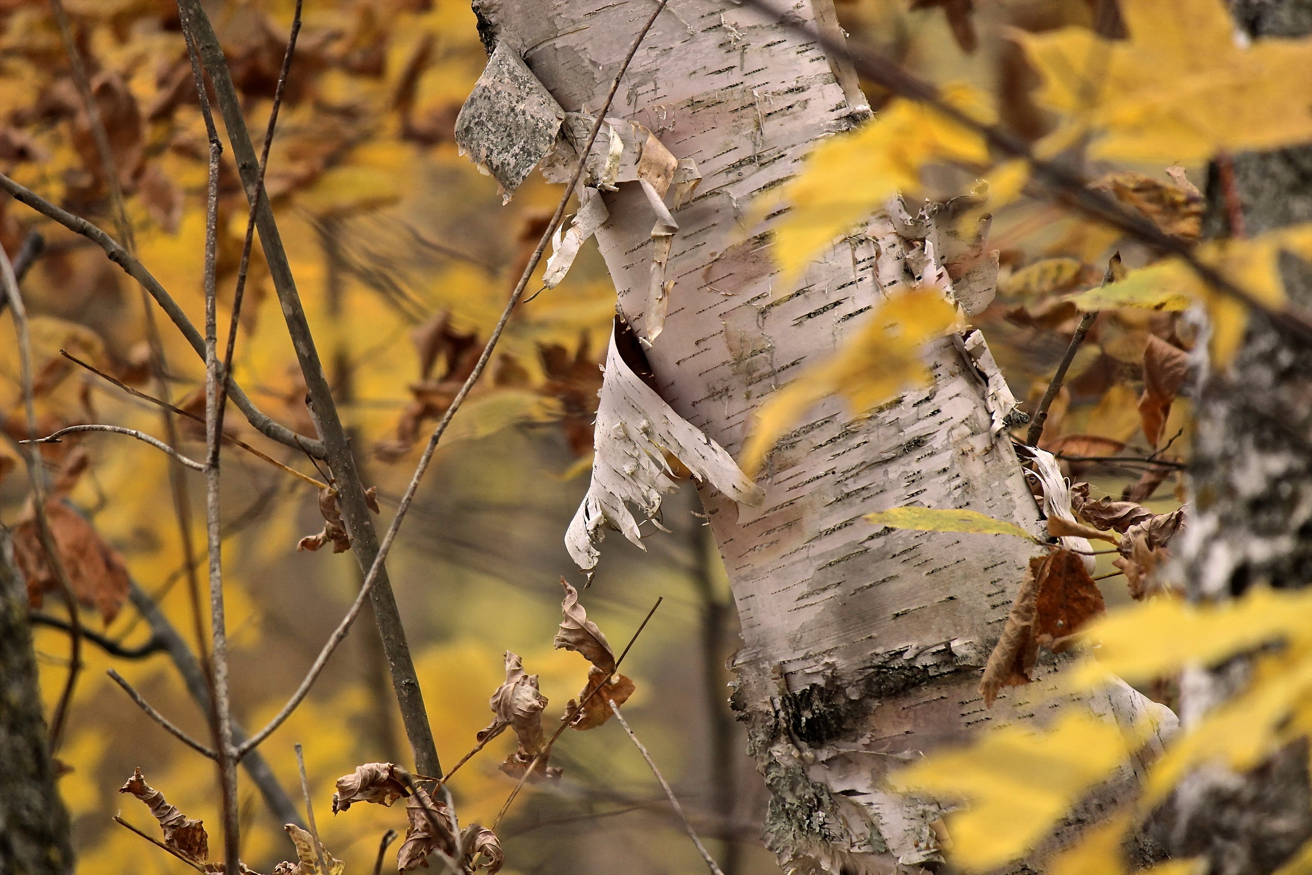 Обои дерево, листья, осень, кора, береза, tree, leaves, autumn, bark, birch разрешение 2560x1707 Загрузить