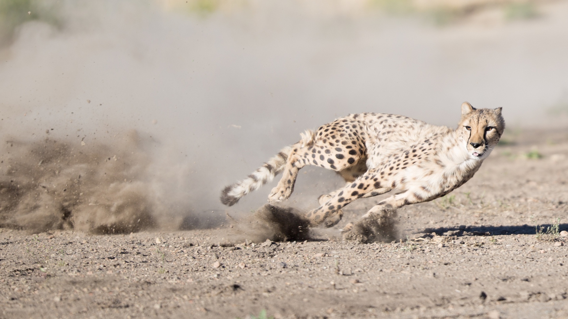 Обои кошка, бег, гепард, cat, running, cheetah разрешение 1920x1080 Загрузить