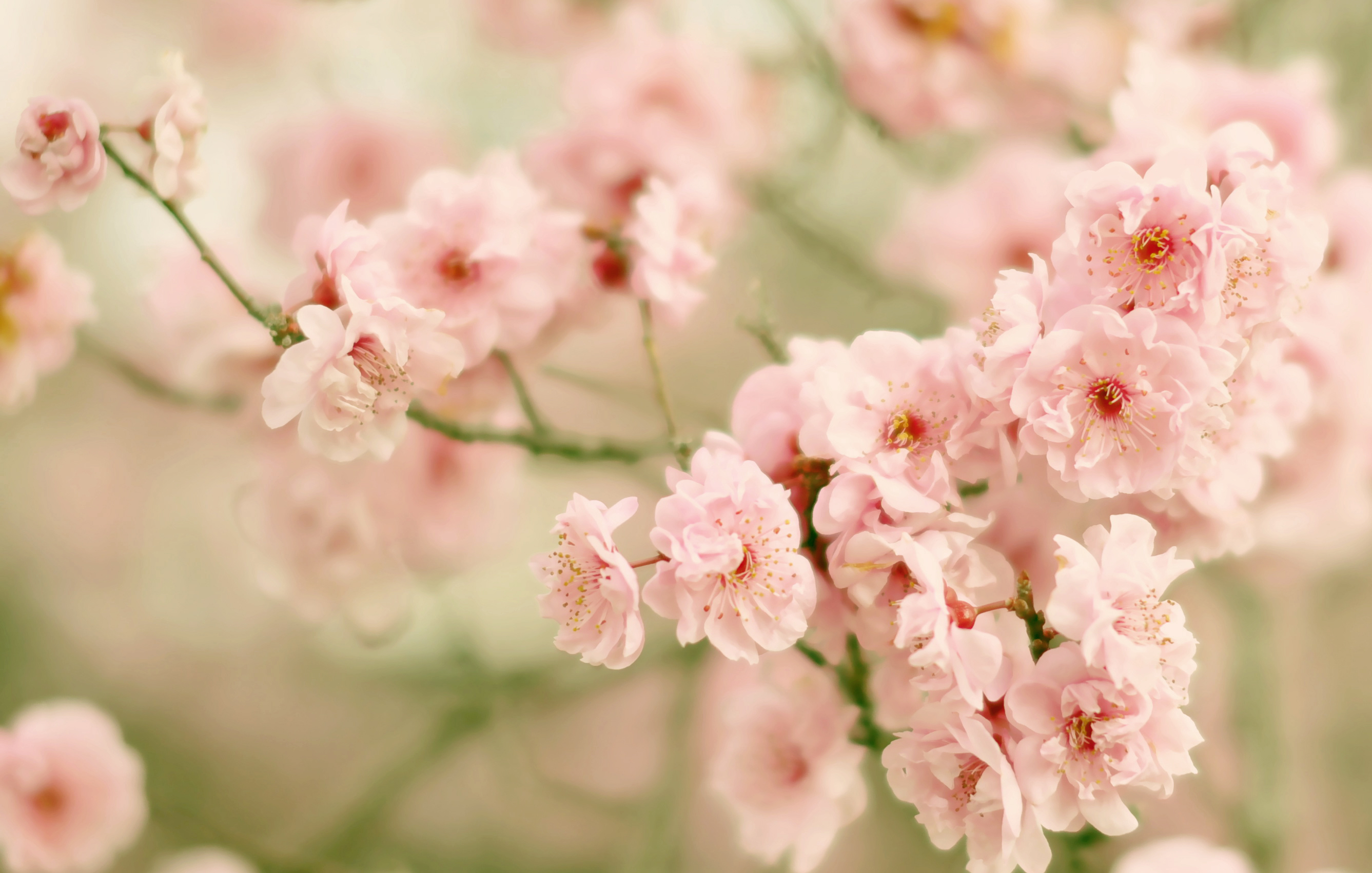 Обои цветение, ветки, вишня, сакура, цветки, боке, flowering, branches, cherry, sakura, flowers, bokeh разрешение 2674x1702 Загрузить