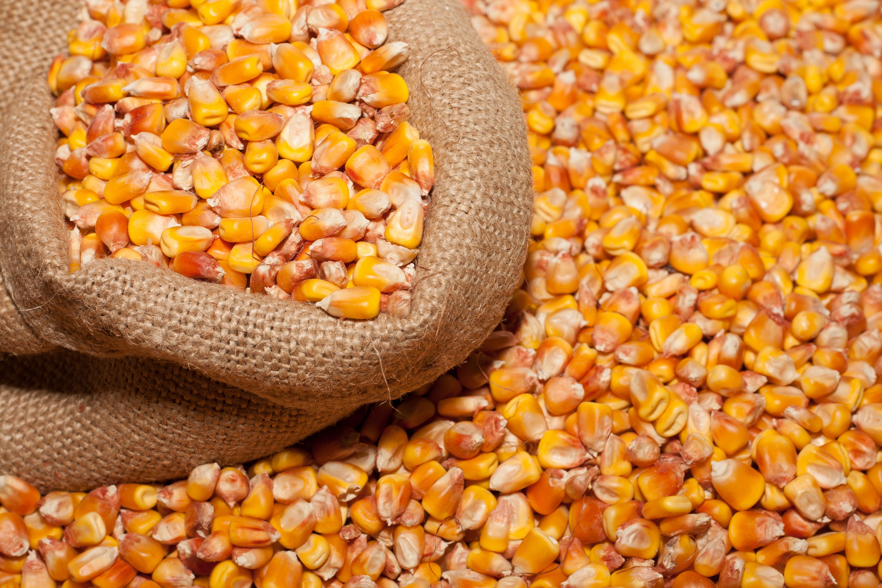 Обои мешок, кукуруза, зерно, бобы, bag, corn, grain, beans разрешение 2880x1920 Загрузить