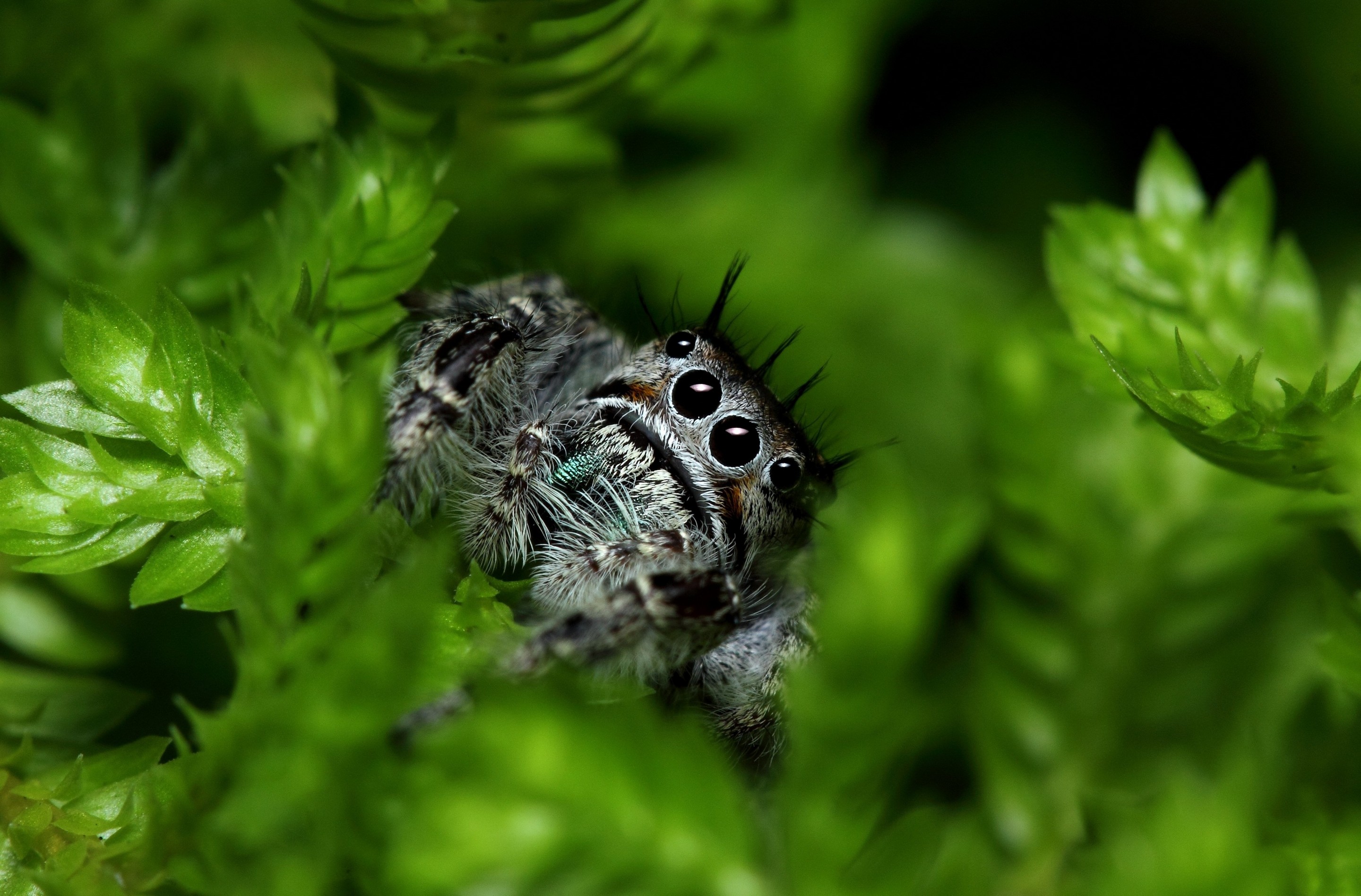 природа макро паук животные без смс