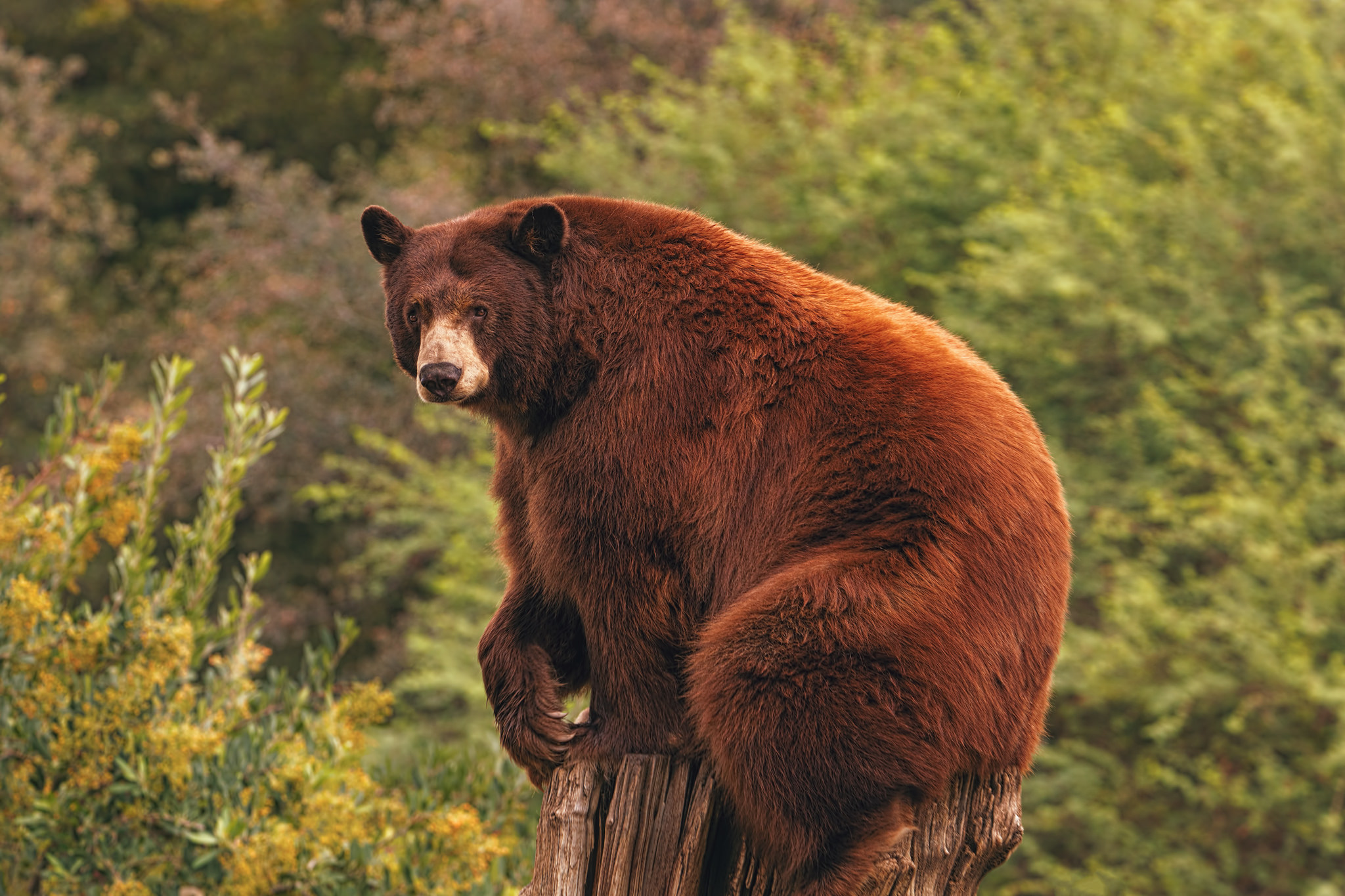 Обои природа, лес, медведь, пень, барибал, nature, forest, bear, stump, baribal разрешение 2048x1365 Загрузить