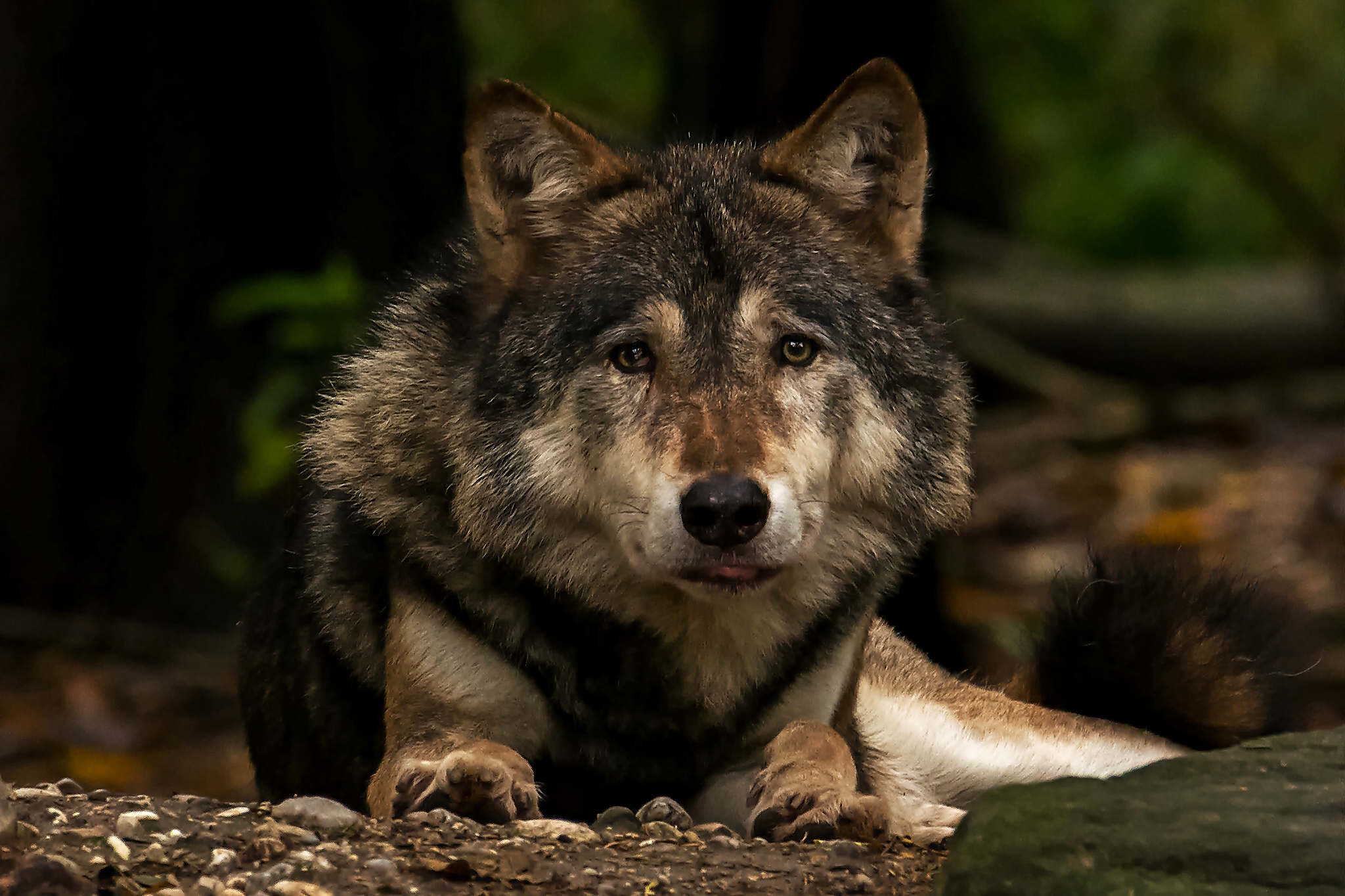 Wolf. Гудзонский волк. Хищник волк. Красивый волк. Взгляд волка.