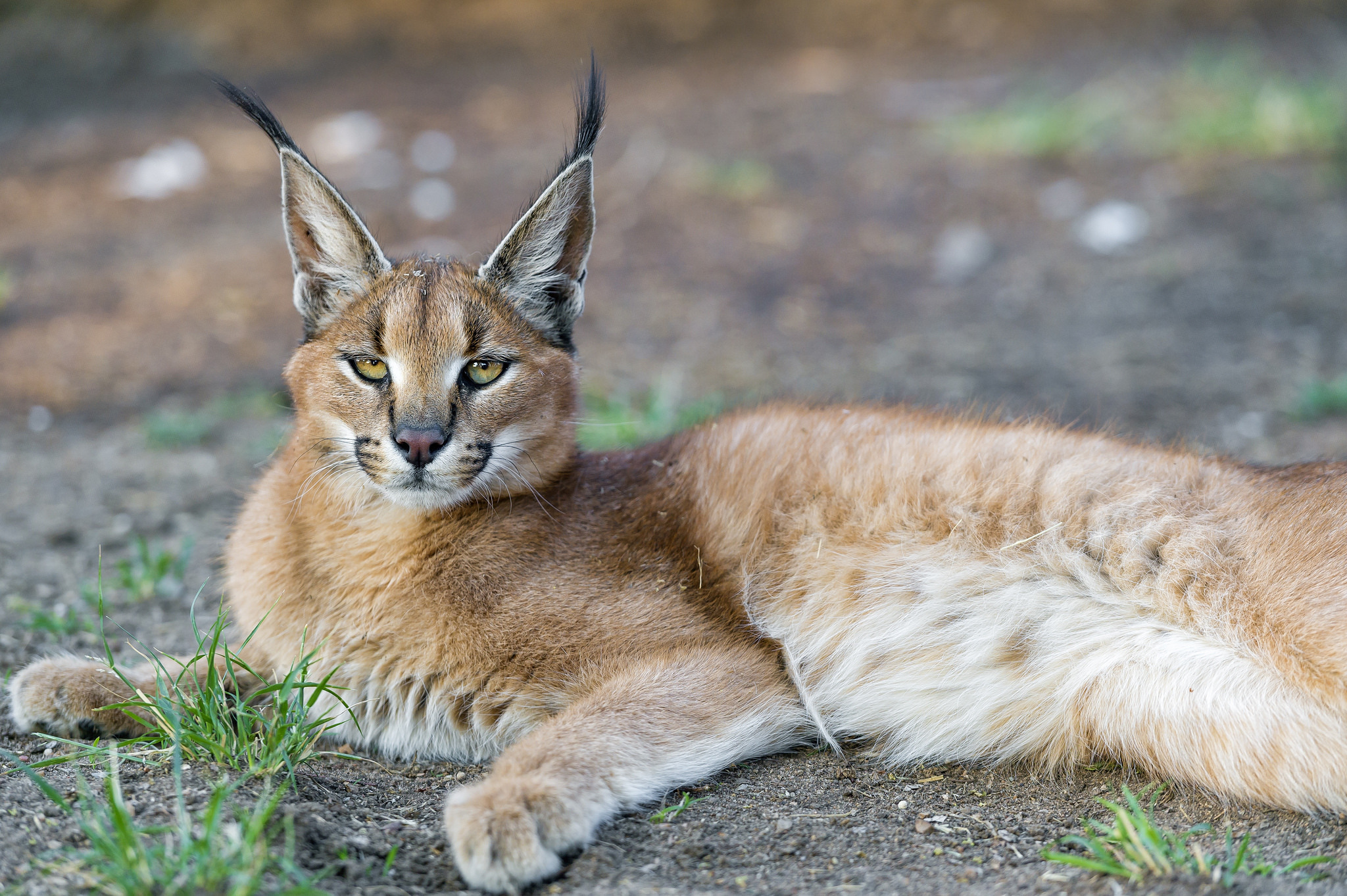 Кошки каракал