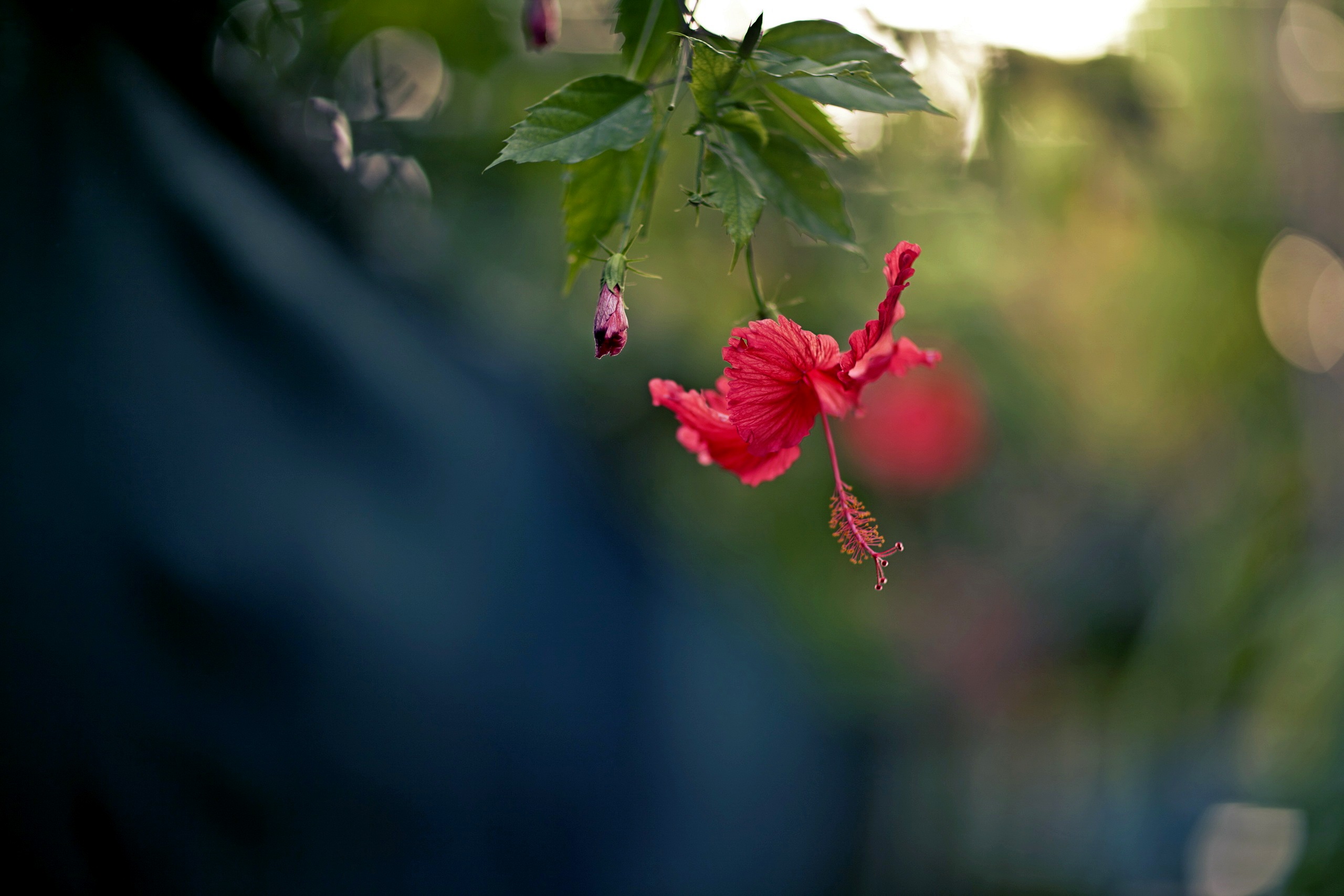 Обои природа, цветок, лепестки, красный, боке, гибискус, nature, flower, petals, red, bokeh, hibiscus разрешение 2560x1707 Загрузить