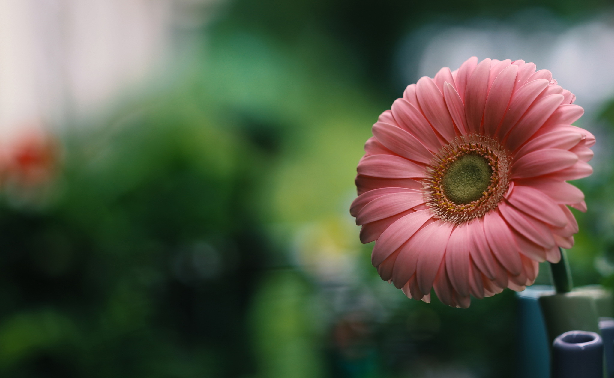 Обои природа, макро, цветок, лепестки, гербера, nature, macro, flower, petals, gerbera разрешение 2047x1261 Загрузить