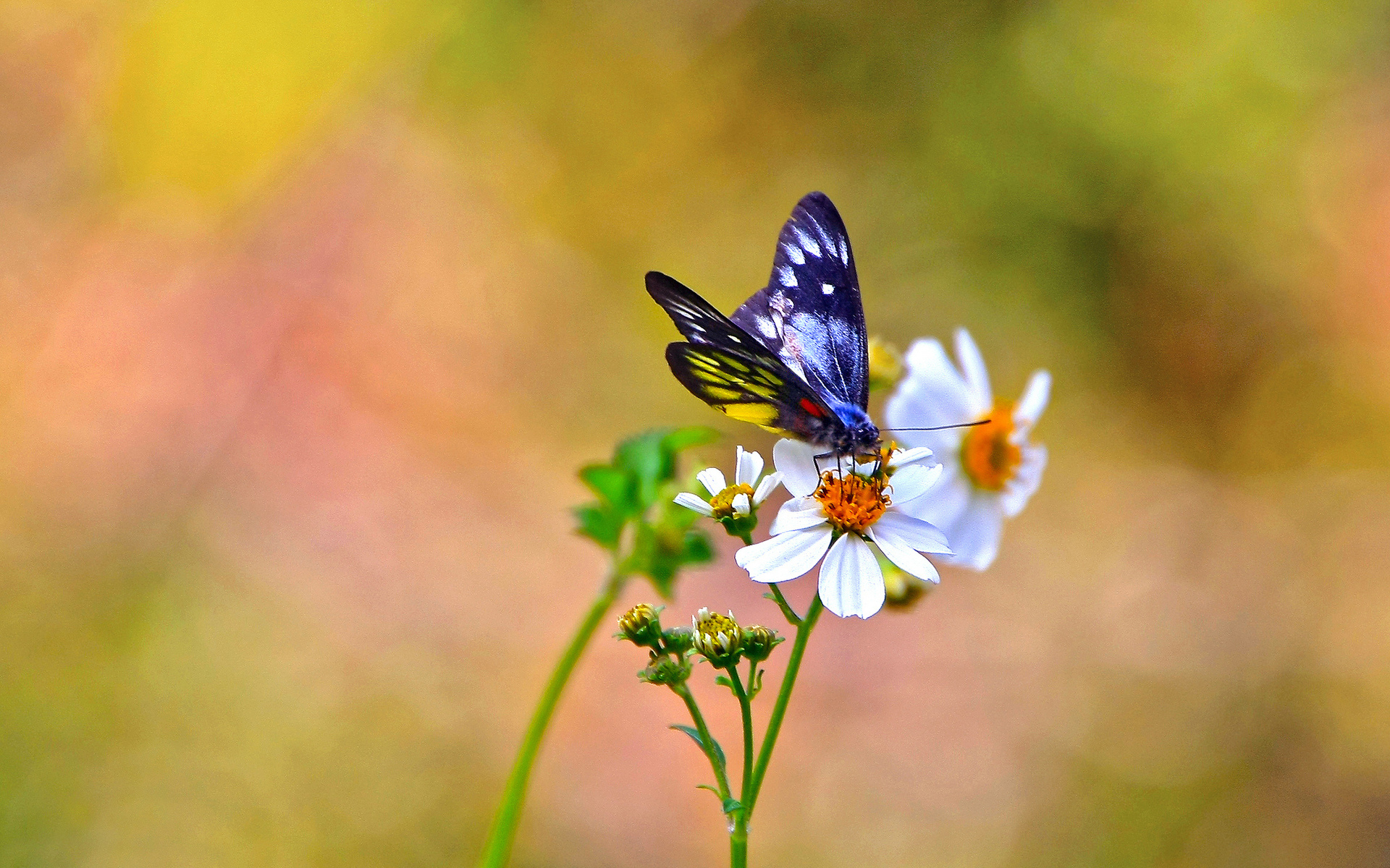 Обои цветы, фон, бабочка, белые, космея, flowers, background, butterfly, white, kosmeya разрешение 1920x1200 Загрузить