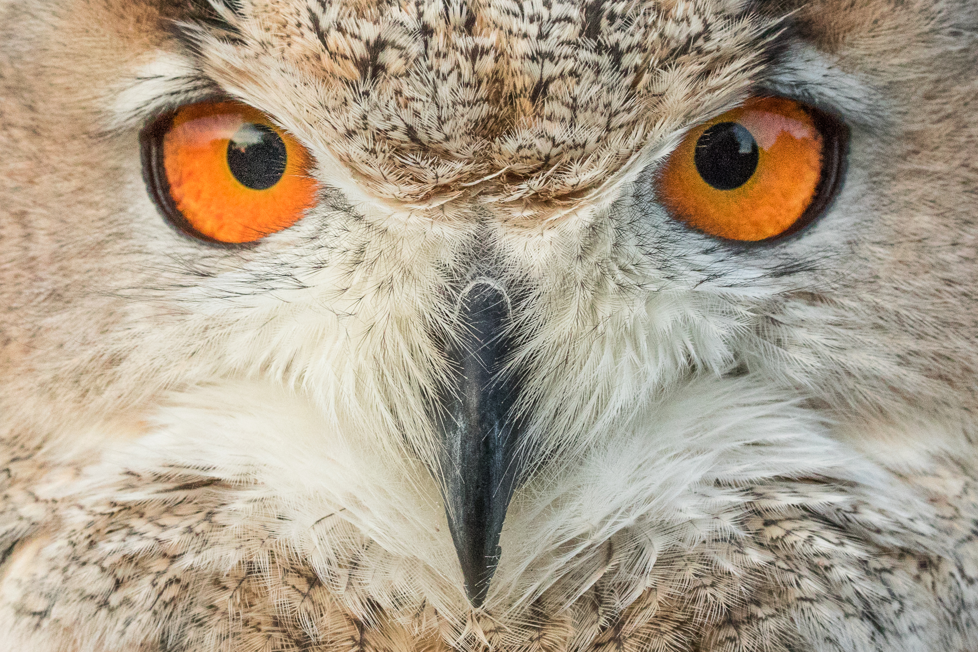 Обои глаза, сова, взгляд, птица, клюв, eyes, owl, look, bird, beak разрешение 1920x1280 Загрузить