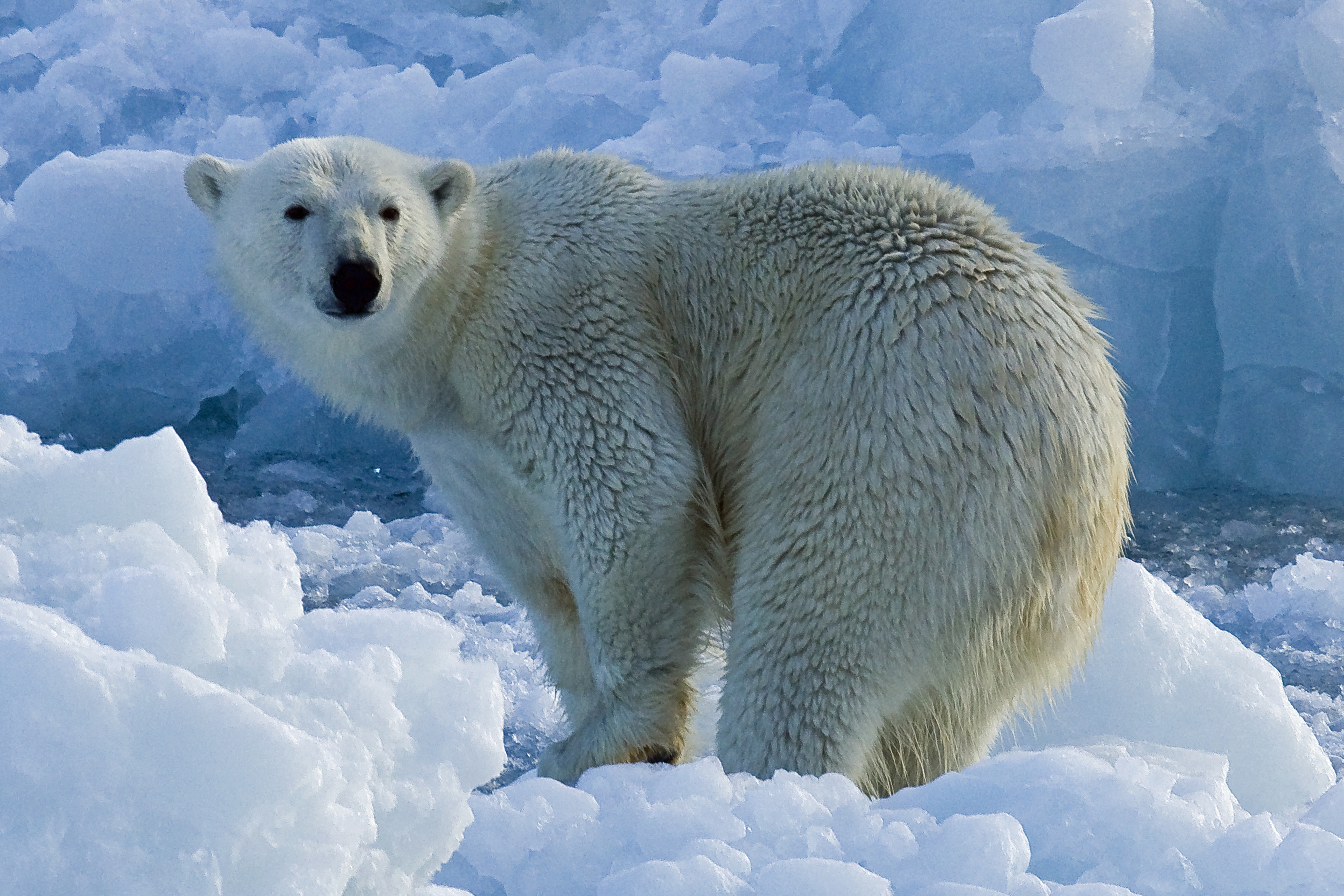 Білий як. Полар Беар. Белый медведь и Полярный медведь. Белый Полярный мишка. Арктический Полярный медведь.
