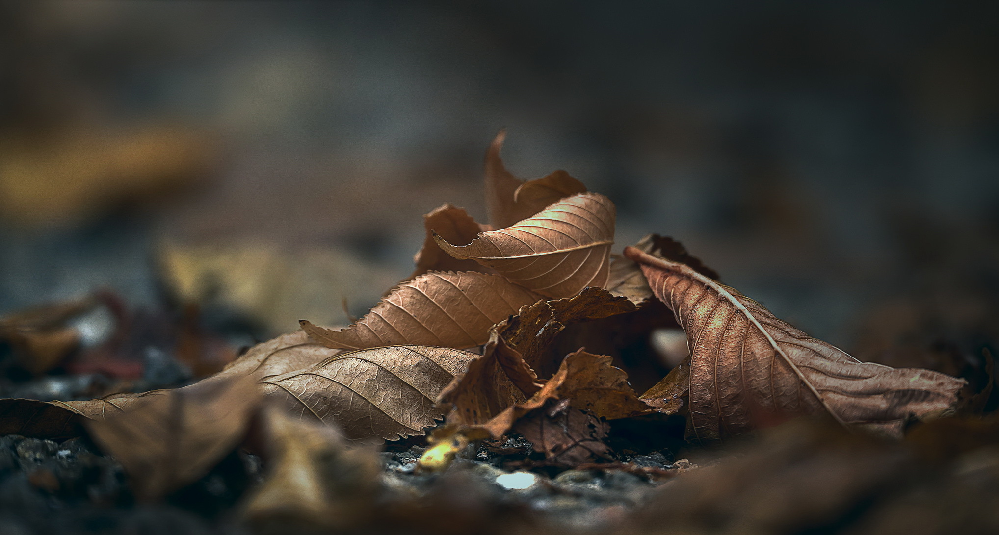 Осень листья макро