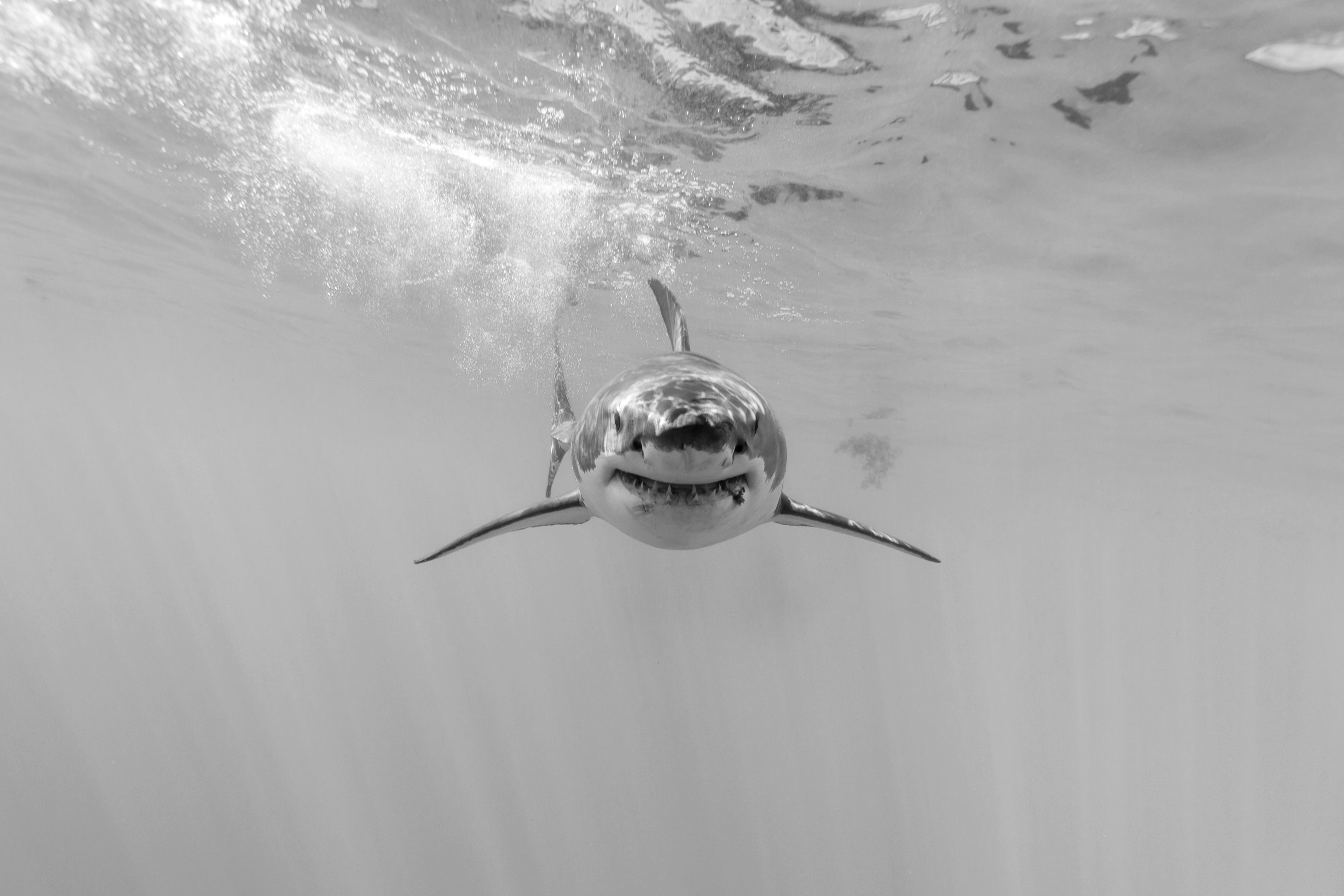 Обои природа, море, чёрно-белое, акула, подводный мир, nature, sea, black and white, shark, underwater world разрешение 5760x3840 Загрузить