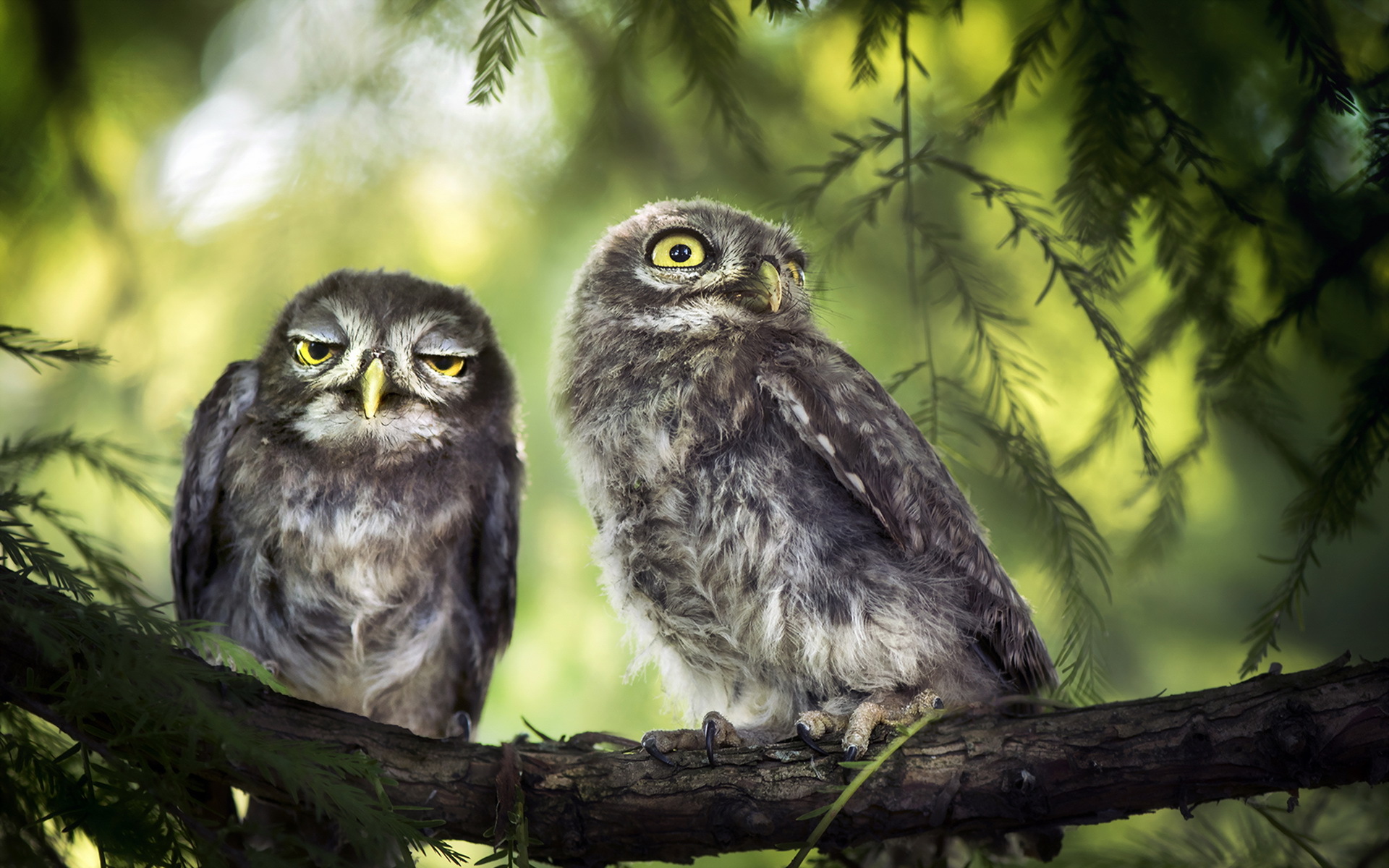 природа животные птицы сова совенок nature animals birds owl owlet без смс
