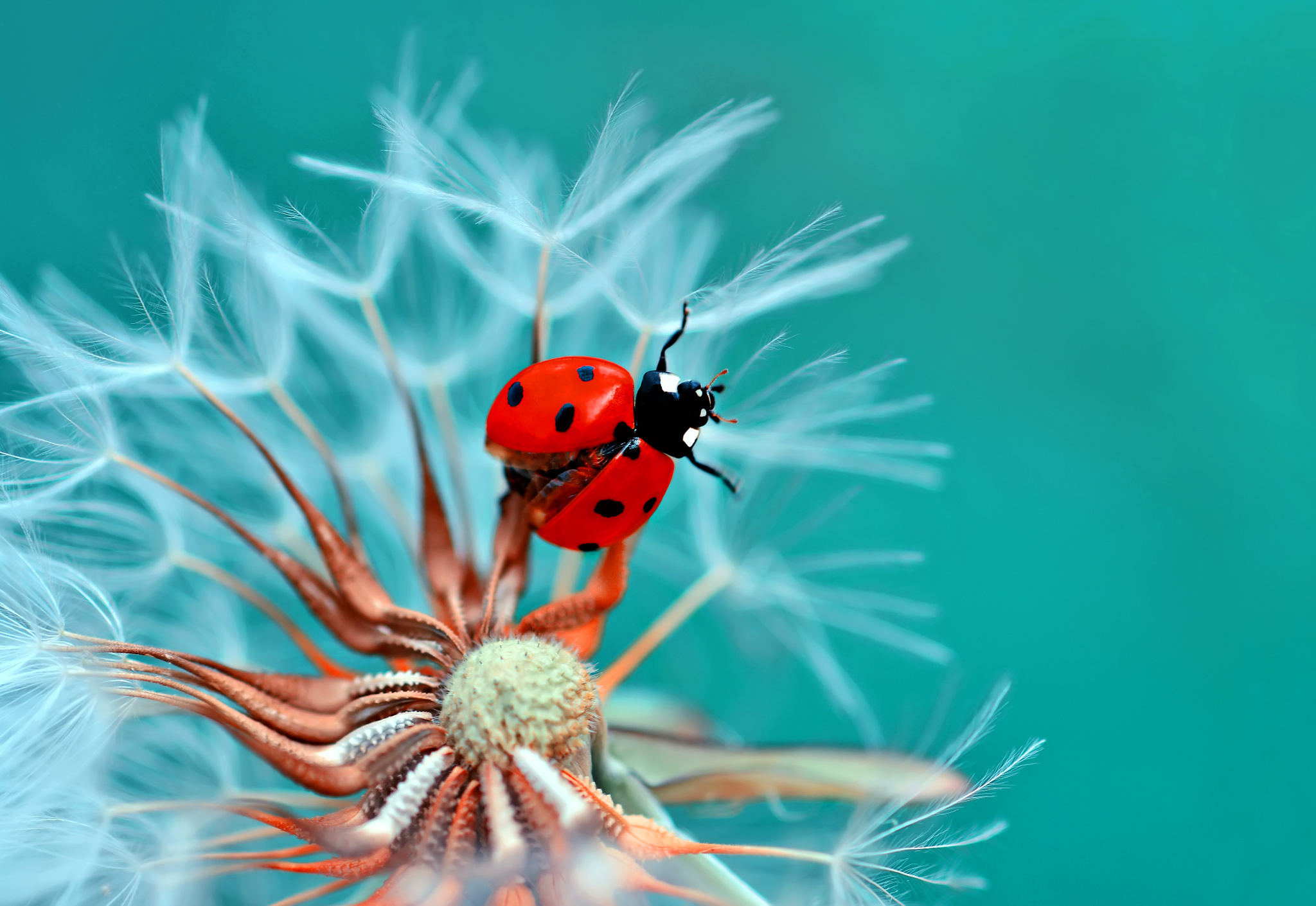 Обои жук, макро, цветок, божья коровка, одуванчик, beetle, macro, flower, ladybug, dandelion разрешение 2048x1410 Загрузить