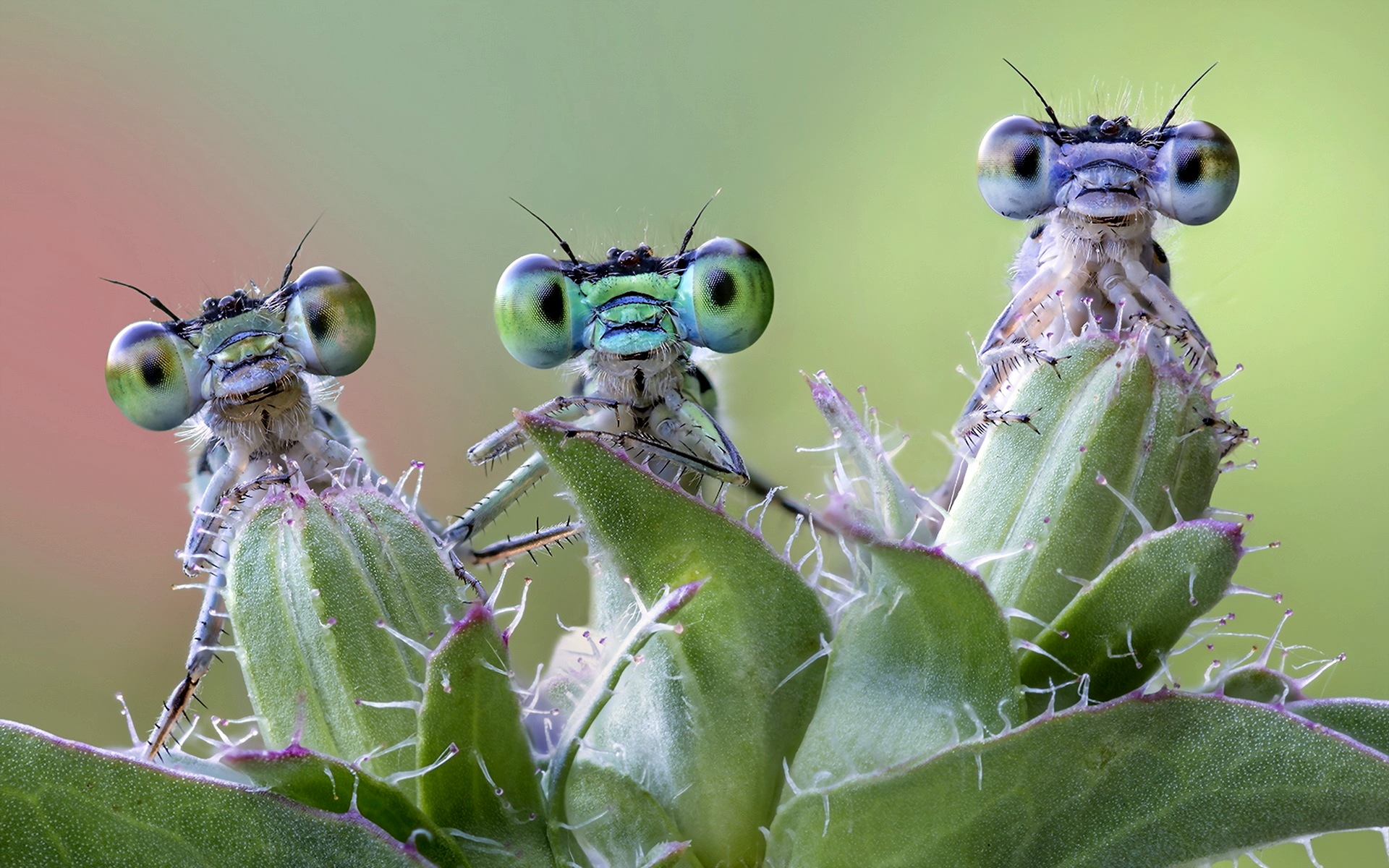 Обои природа, фон, насекомые, стрекоза, растение, стрекозы, nature, background, insects, dragonfly, plant, dragonflies разрешение 1920x1200 Загрузить