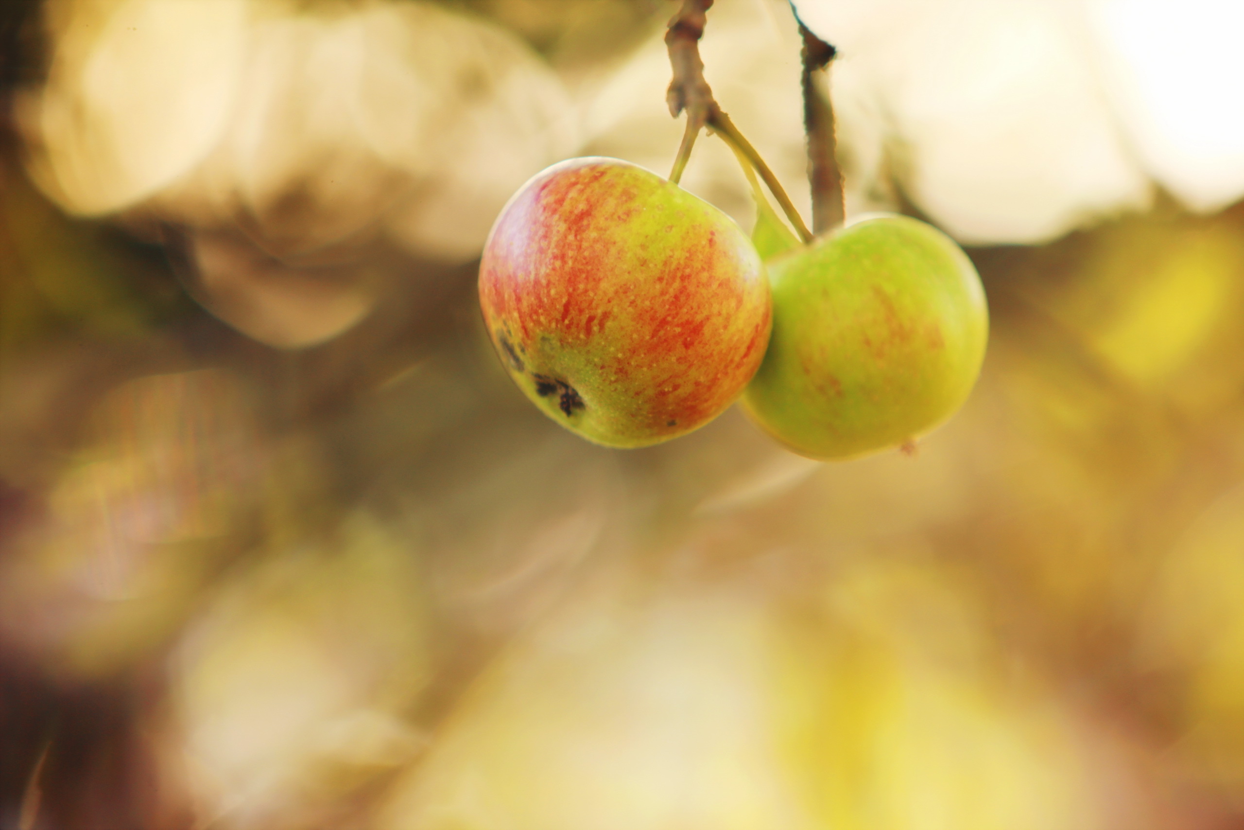 Обои природа, яблоки, осень, nature, apples, autumn разрешение 2560x1707 Загрузить