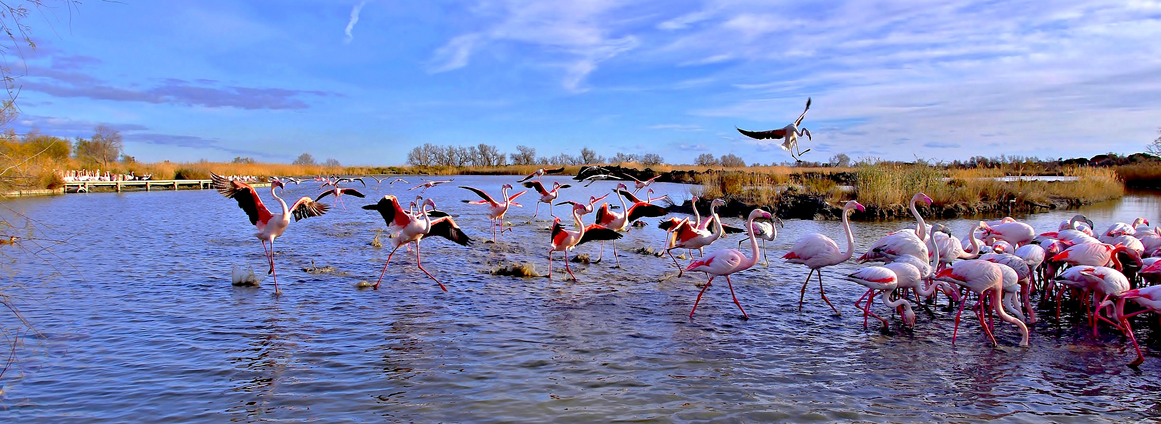 Обои озеро, фламинго, панорама, птицы, lake, flamingo, panorama, birds разрешение 4863x1779 Загрузить