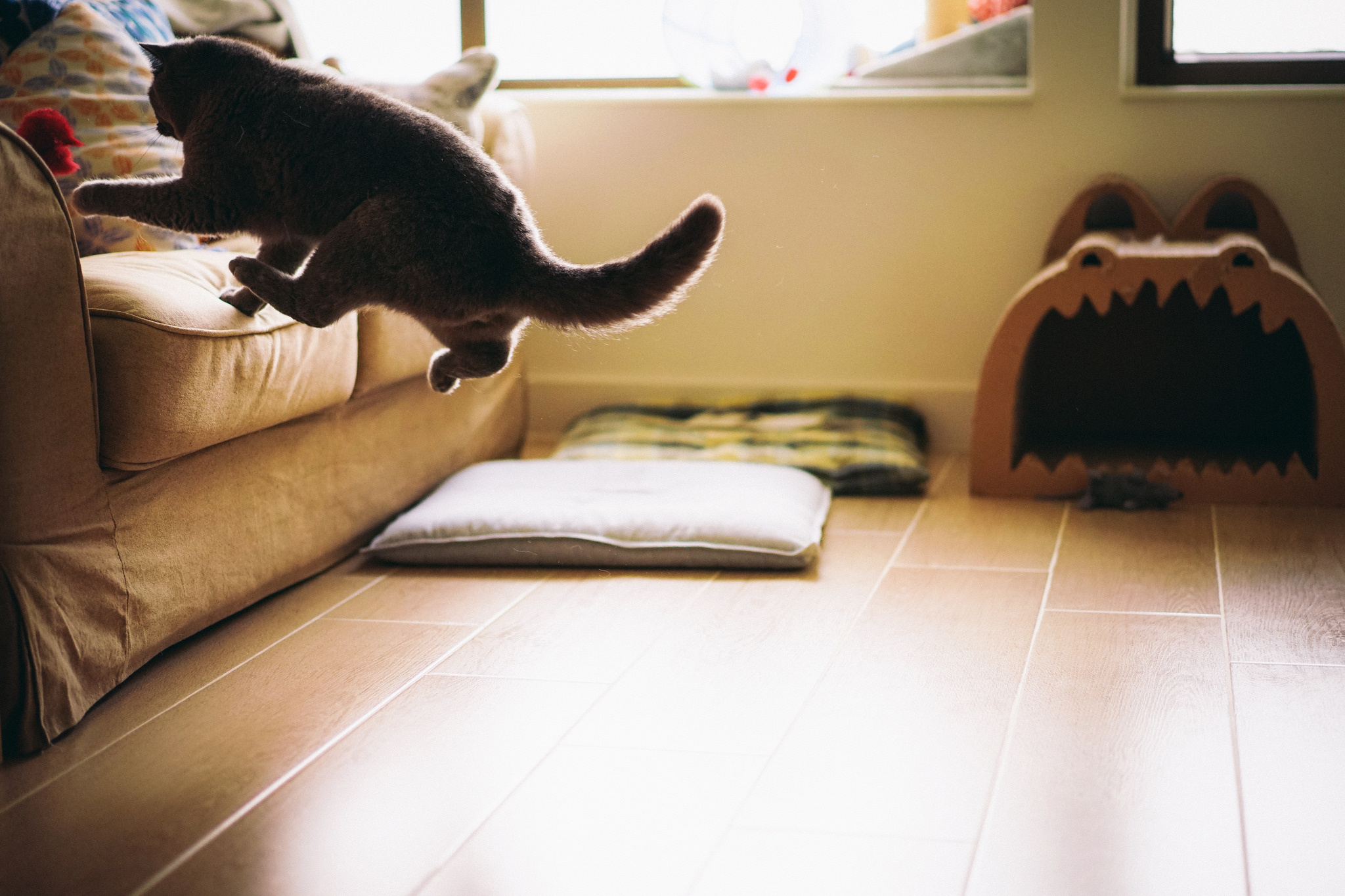 Обои кот, кошка, комната, пол, диван, прыгает, cat, room, floor, sofa, jumping разрешение 2048x1365 Загрузить