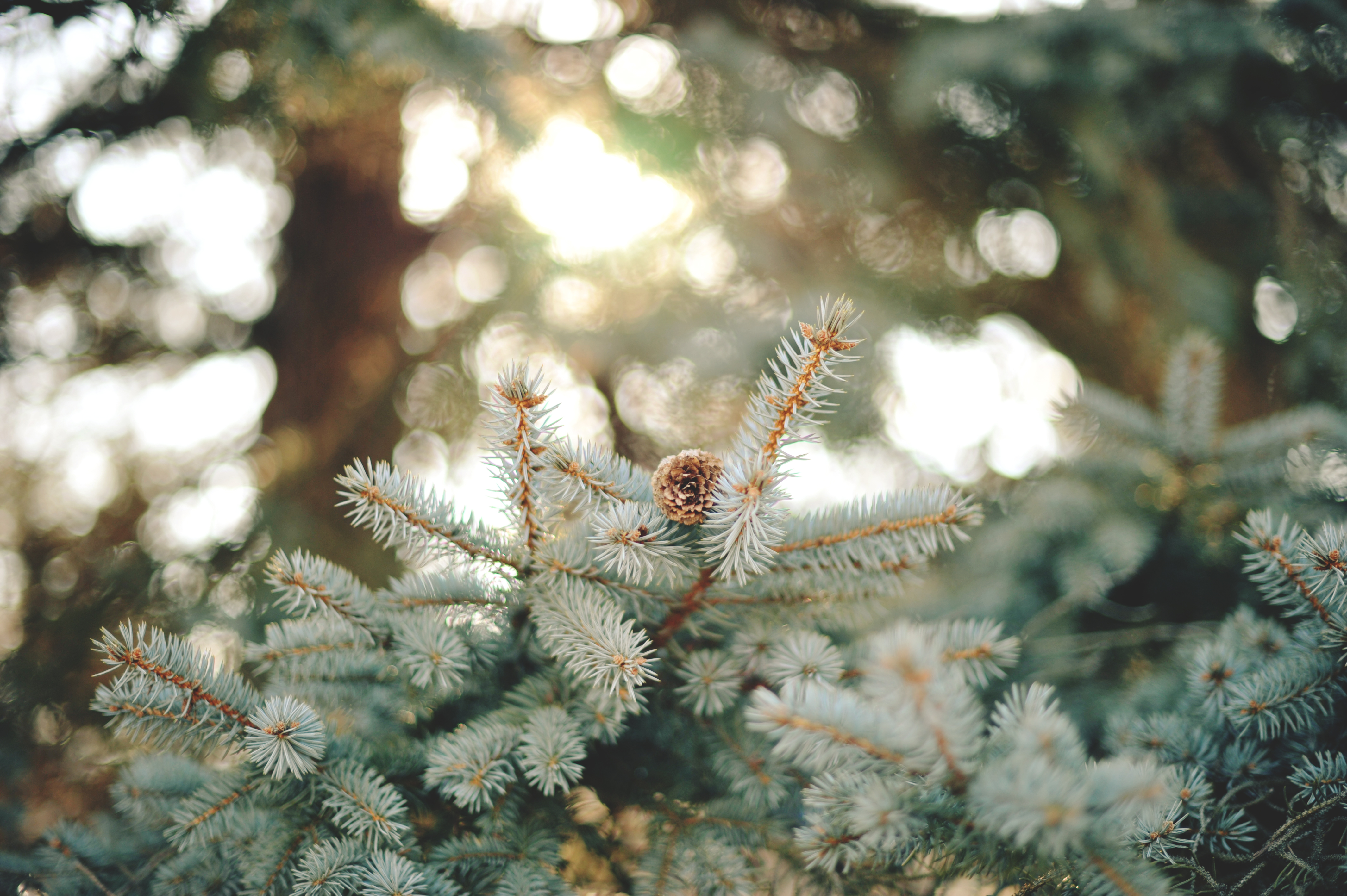 Обои ветка, природа, хвоя, макро, шишка, иголки, branch, nature, needles, macro, bump разрешение 4256x2832 Загрузить