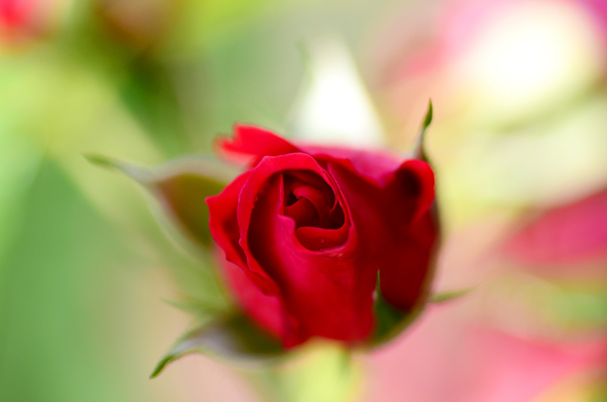 Обои природа, цветок, роза, красная, размытость, бутон, nature, flower, rose, red, blur, bud разрешение 2048x1356 Загрузить