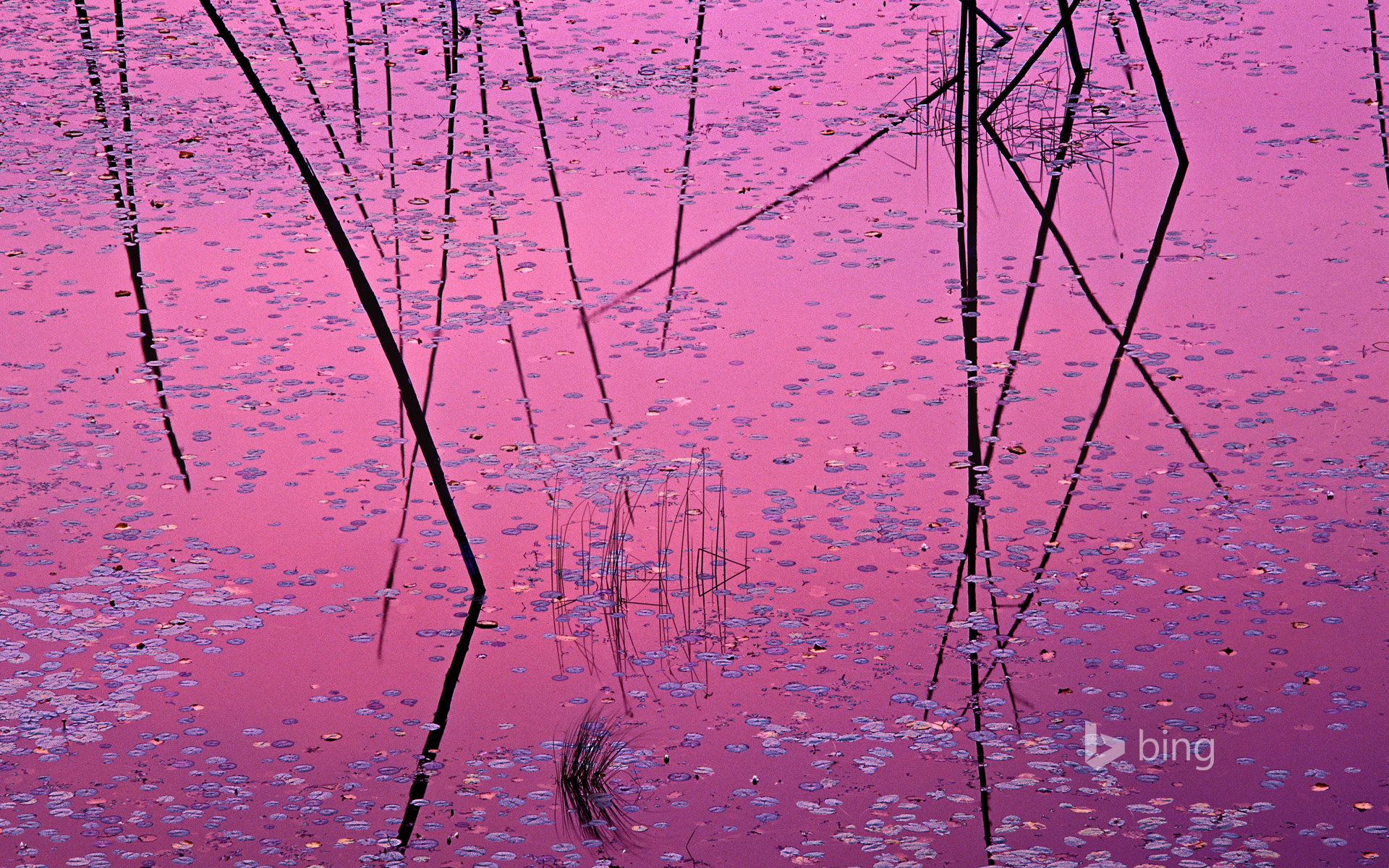 Обои вода, листья, отражение, краски, сша, растение, озеро эли, миннесота, water, leaves, reflection, paint, usa, plant, lake ali, mn разрешение 1920x1200 Загрузить