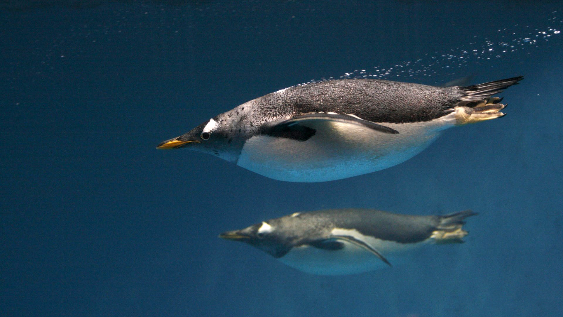 Пингвин в воде скачать