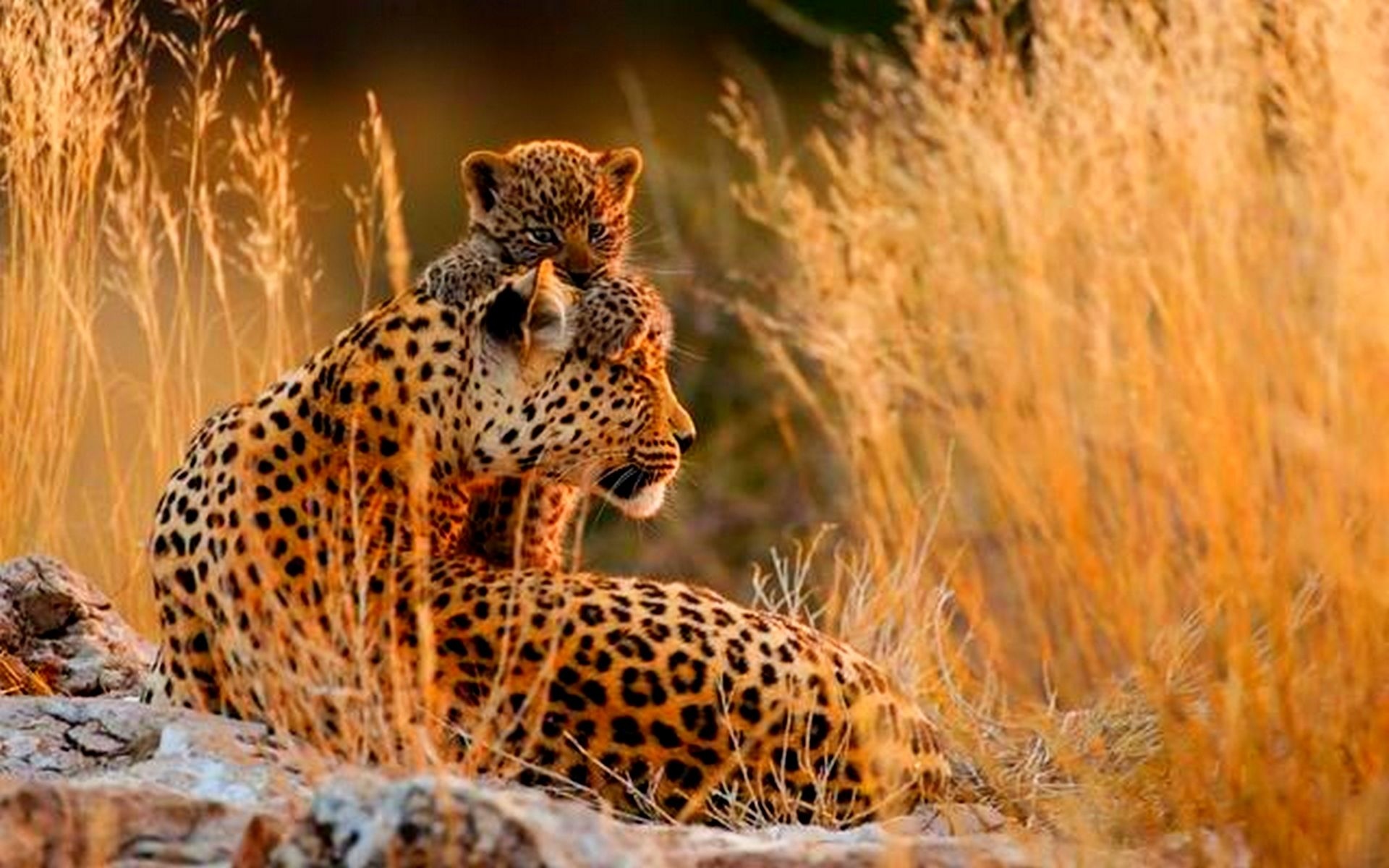 Обои гепард, саванна, детеныш, мать, cheetah, savannah, cub, mother разрешение 1920x1200 Загрузить