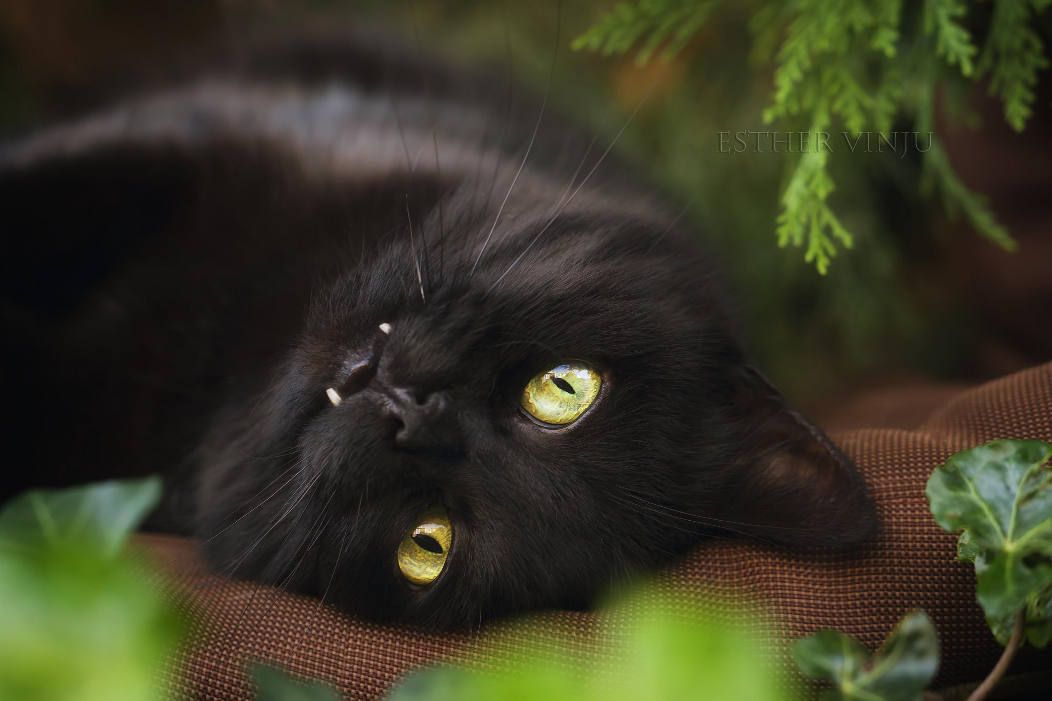 Котенок черный лежит скачать