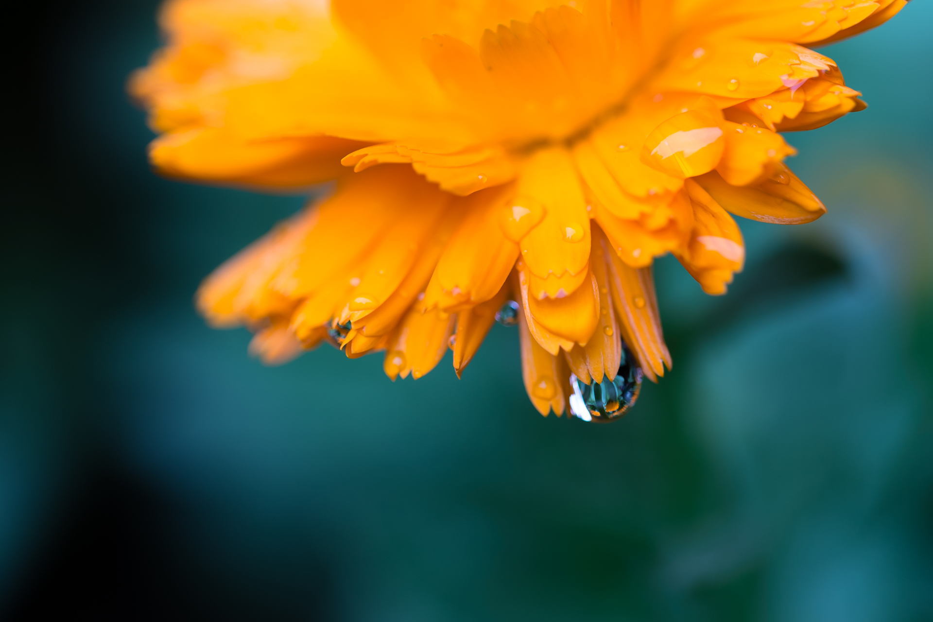 Обои цветок, капли, лепестки, оранжевый, календула, flower, drops, petals, orange, calendula разрешение 1920x1280 Загрузить