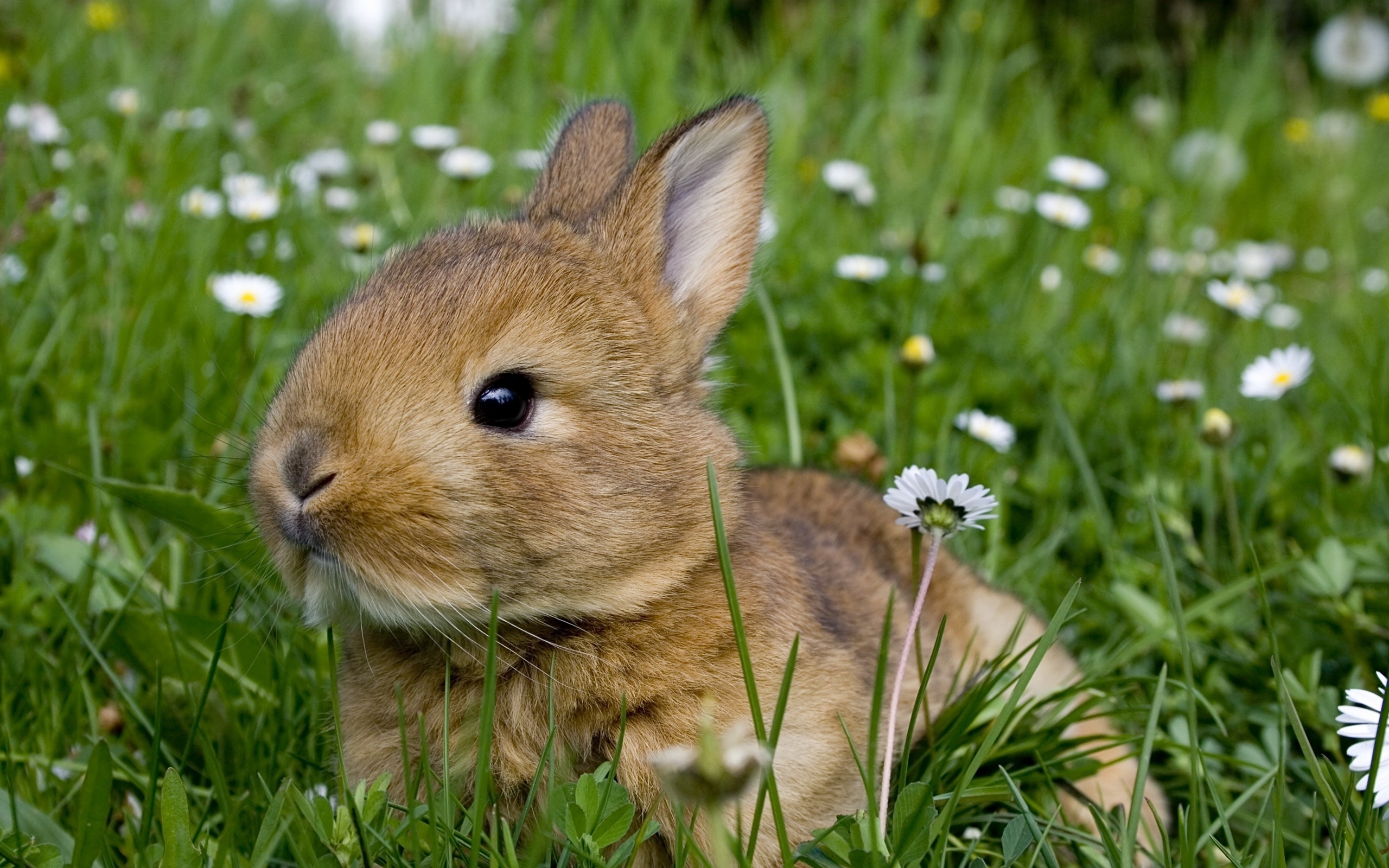 кролик трава бесплатно