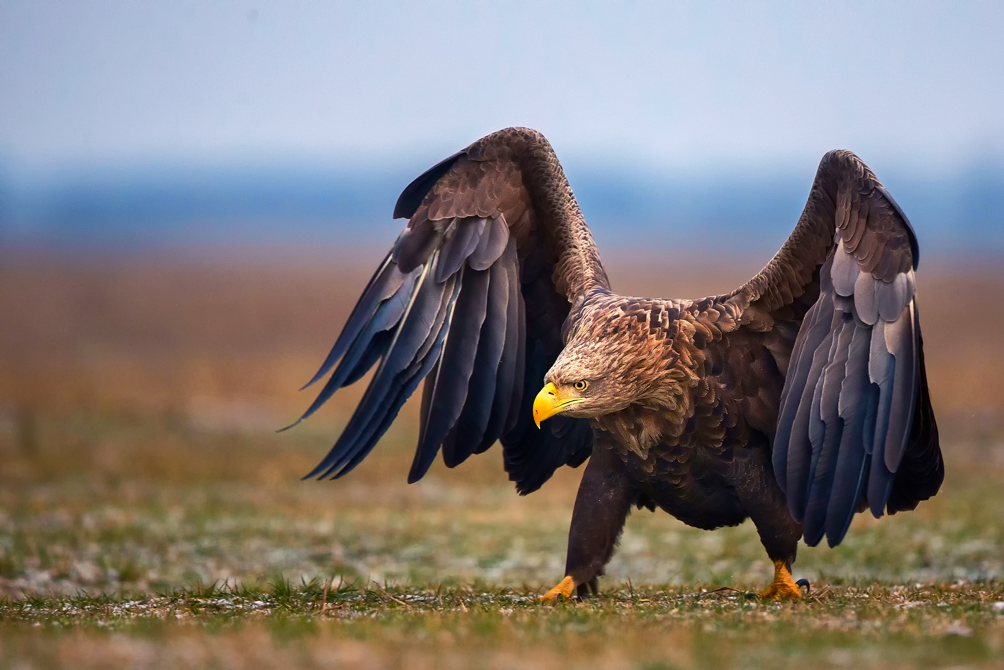 Орел с распахнутыми крыльями бесплатно