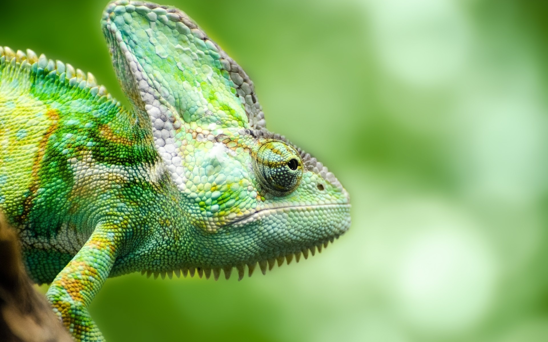 Обои ящерица, зеленая, хамелеон, рептилия, пресмыкающееся, грин, lizard, green, chameleon, reptile разрешение 1920x1200 Загрузить