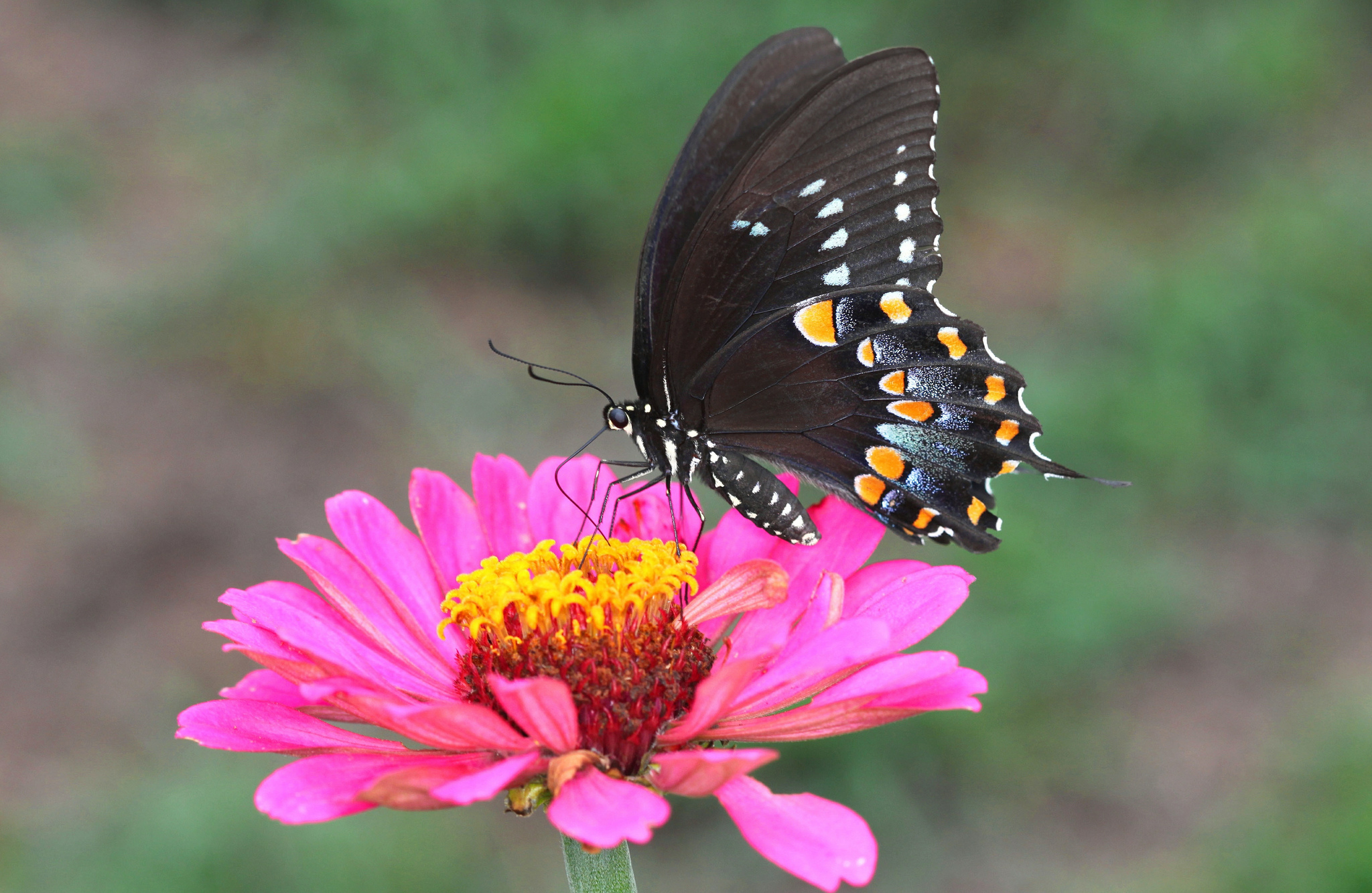 природа животные насекомое бабочка цветы бесплатно