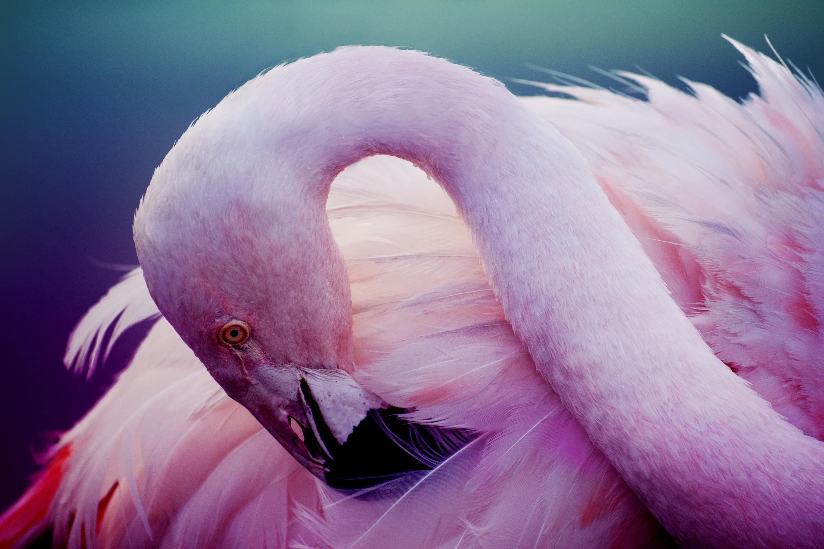 Обои фламинго, птица, розовый, перья, шея, flamingo, bird, pink, feathers, neck разрешение 2880x1920 Загрузить