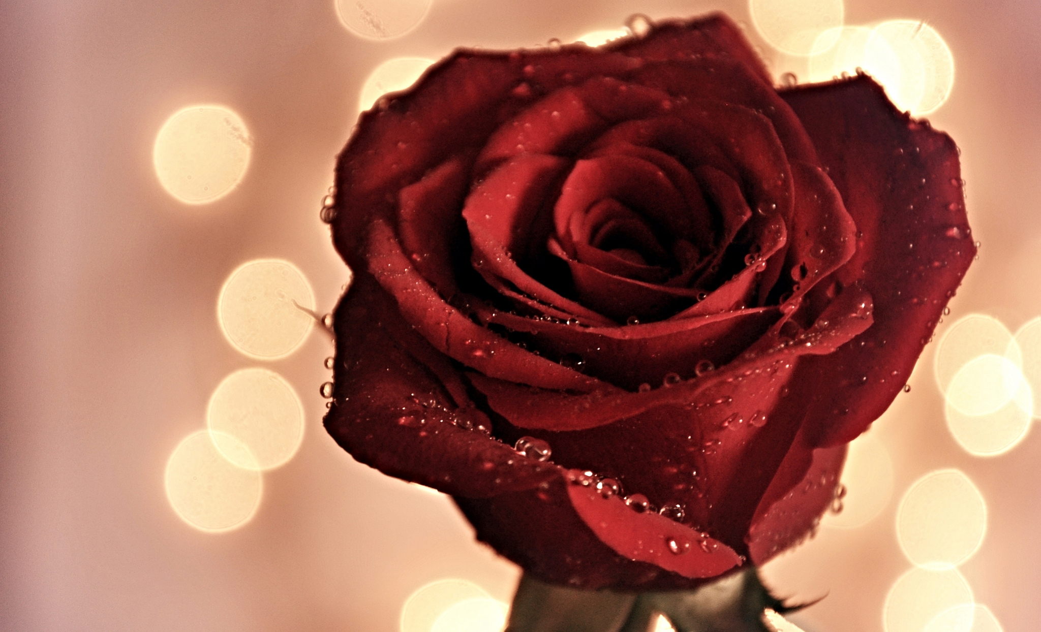 Обои цветок, роса, капли, роза, красная, бутон, flower, rosa, drops, rose, red, bud разрешение 2048x1244 Загрузить