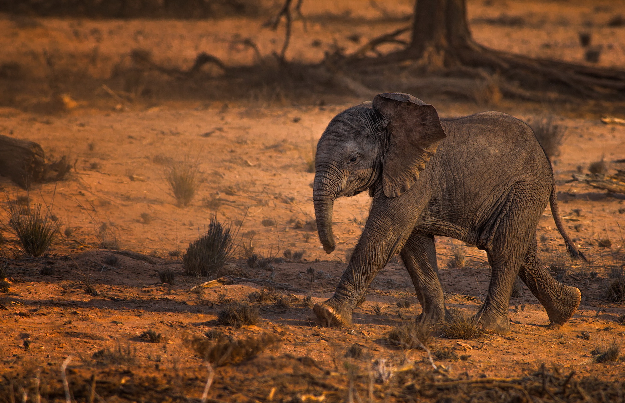 Обои природа, слон, африка, слоненок, nature, elephant, africa разрешение 1999x1290 Загрузить