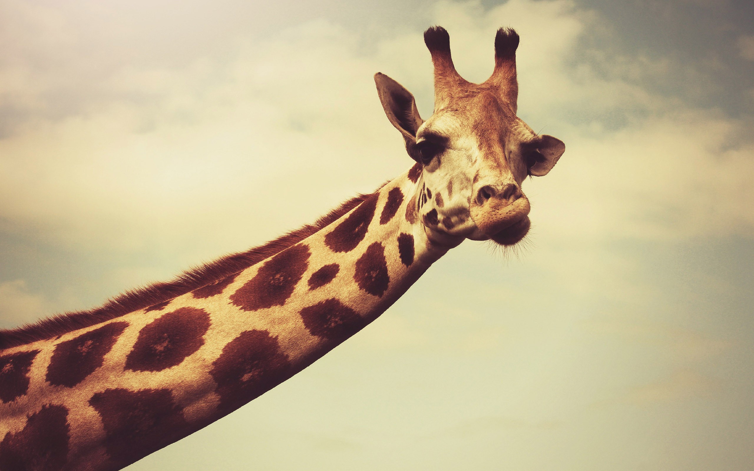 Обои глаза, уши, жираф, голова, шея, eyes, ears, giraffe, head, neck разрешение 2560x1600 Загрузить
