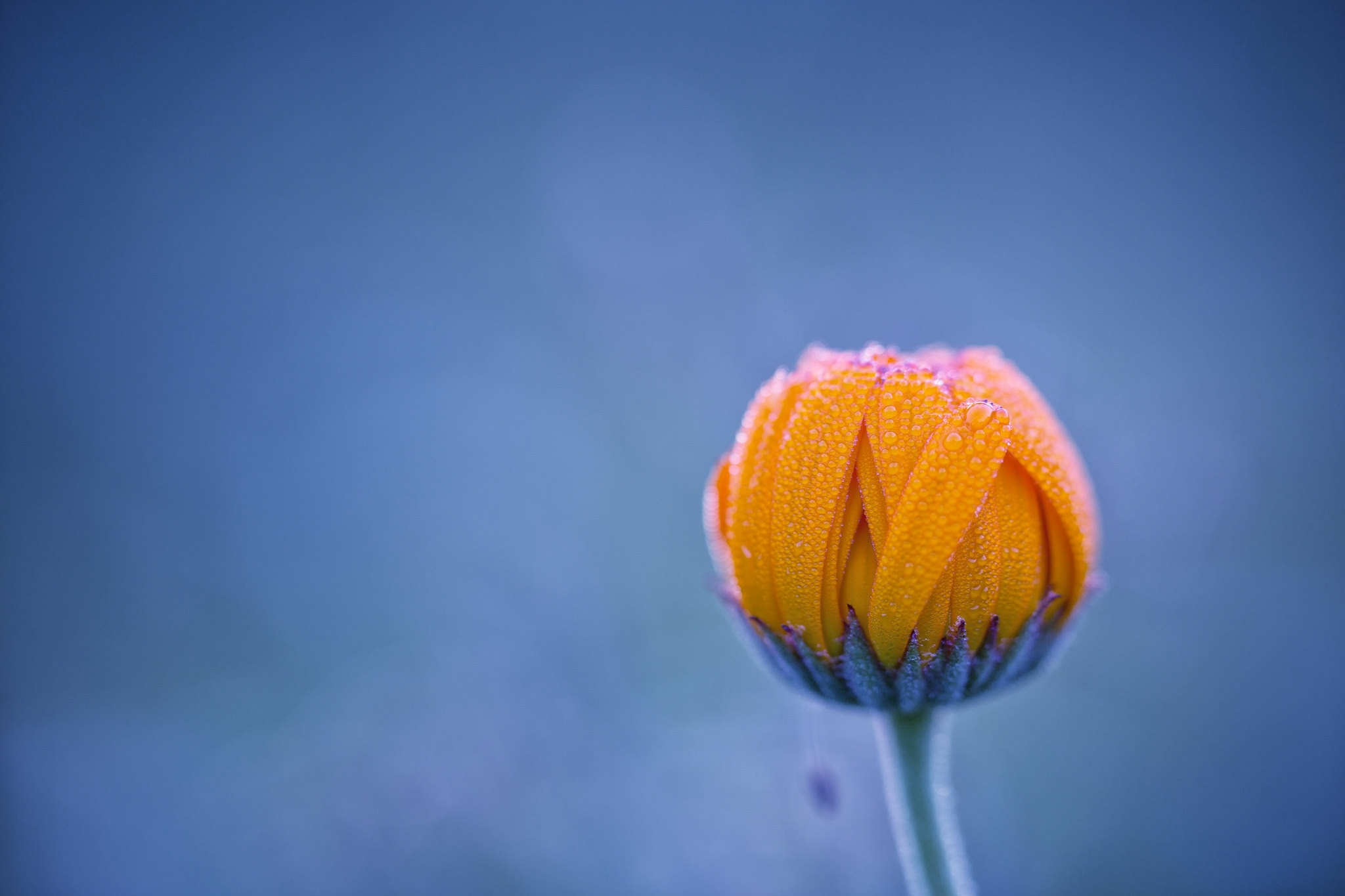 Обои фон, цветок, роса, капли, бутон, background, flower, rosa, drops, bud разрешение 2048x1365 Загрузить