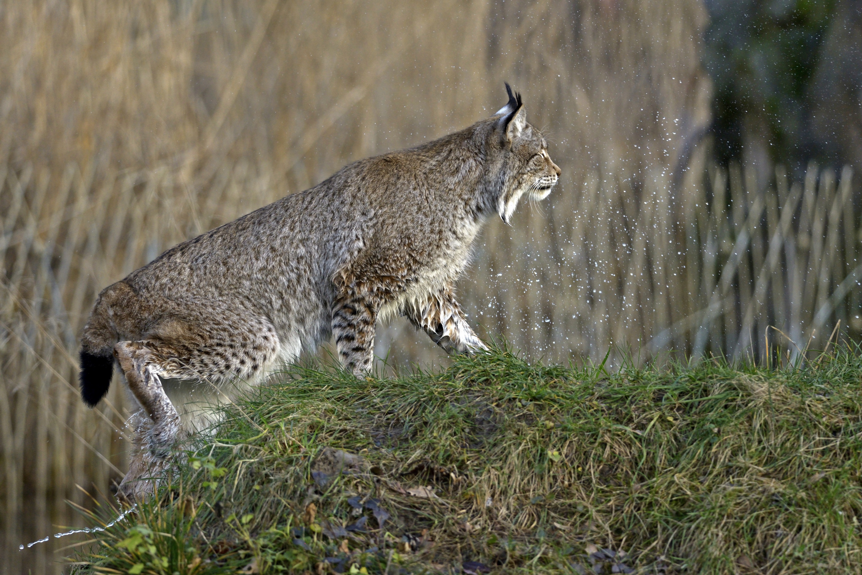 Обои трава, природа, рысь, кошка, брызги, профиль, холм, grass, nature, lynx, cat, squirt, profile, hill разрешение 2880x1922 Загрузить