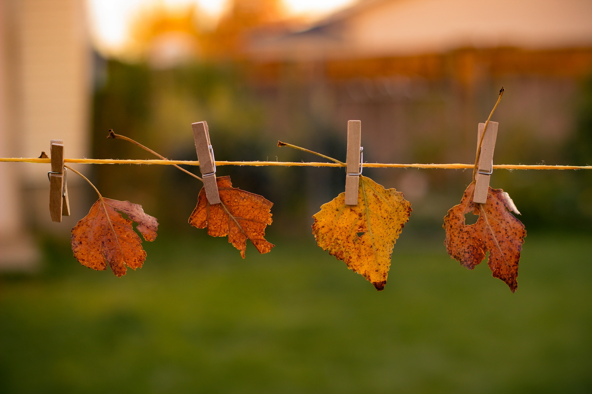 Обои природа, листья, осень, nature, leaves, autumn разрешение 2048x1365 Загрузить