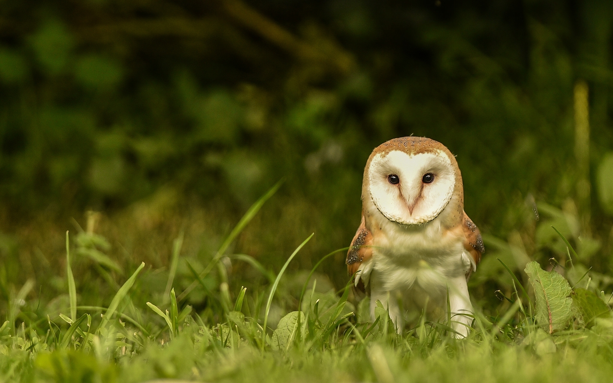 Обои глаза, трава, сова, взгляд, птица, сипуха, eyes, grass, owl, look, bird, the barn owl разрешение 2048x1280 Загрузить