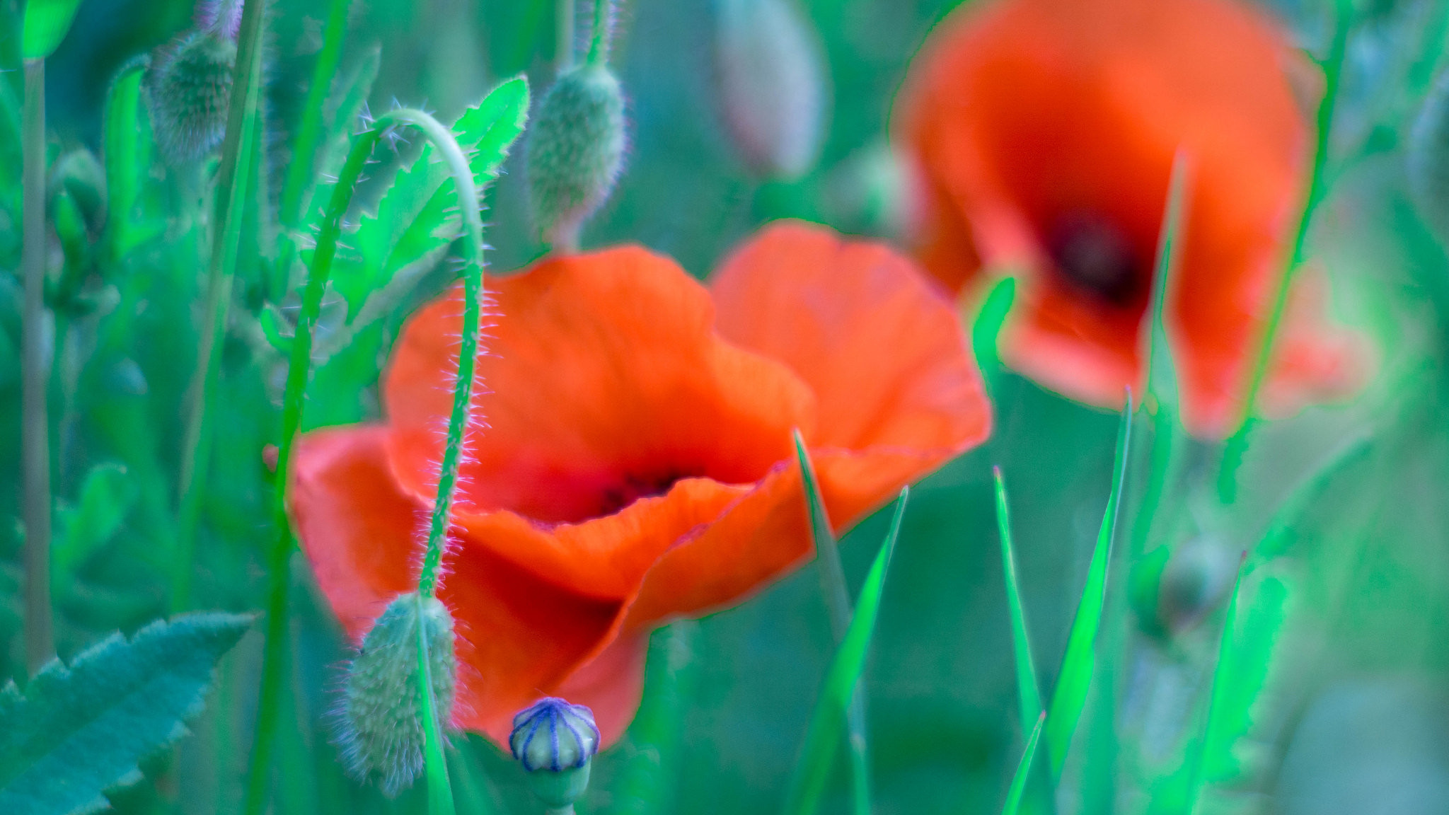 Обои трава, поле, лепестки, маки, луг, grass, field, petals, maki, meadow разрешение 2048x1152 Загрузить