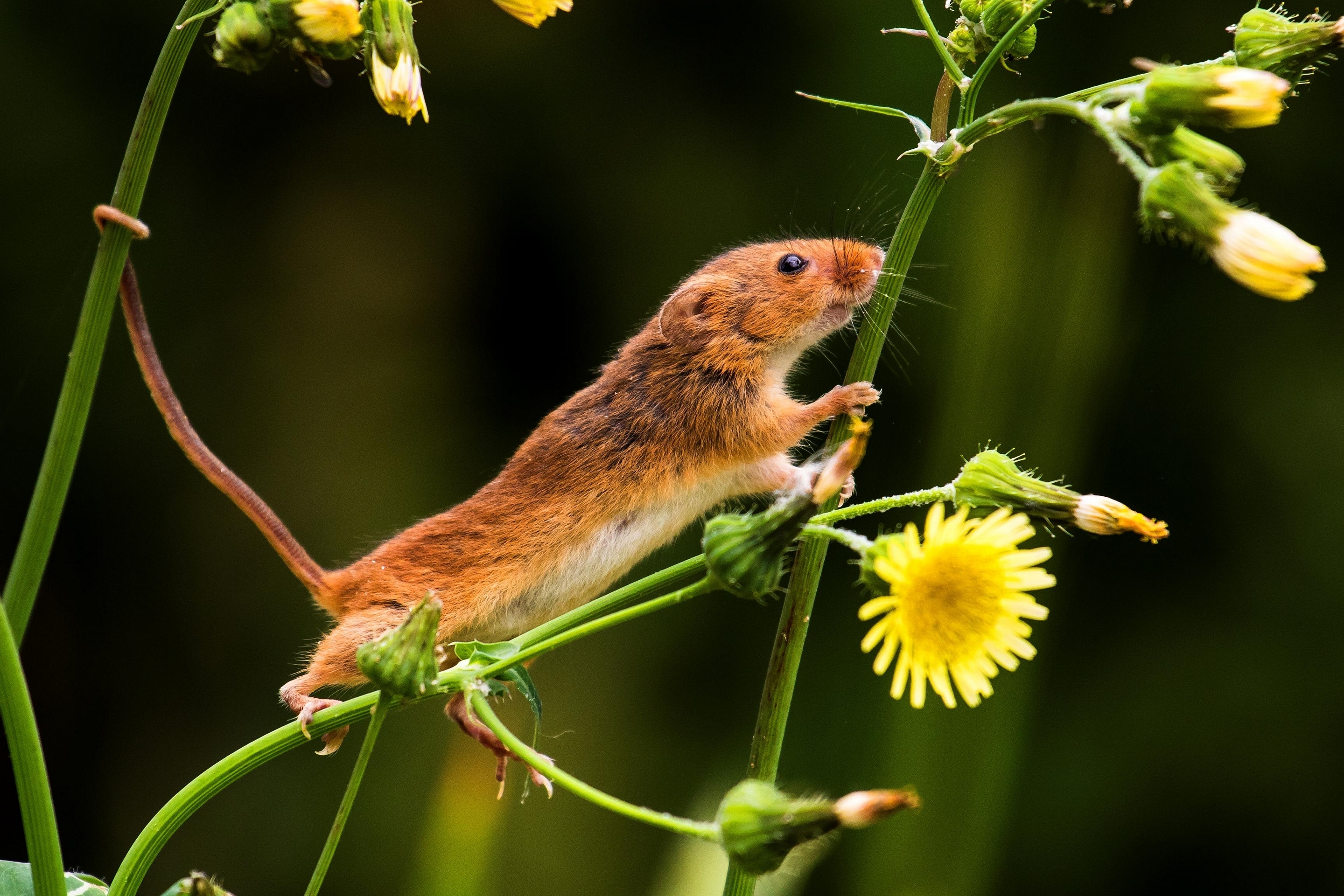 Обои цветы, природа, мышь, хвост, мышка, мышь-малютка, flowers, nature, mouse, tail, the mouse is tiny разрешение 2880x1921 Загрузить