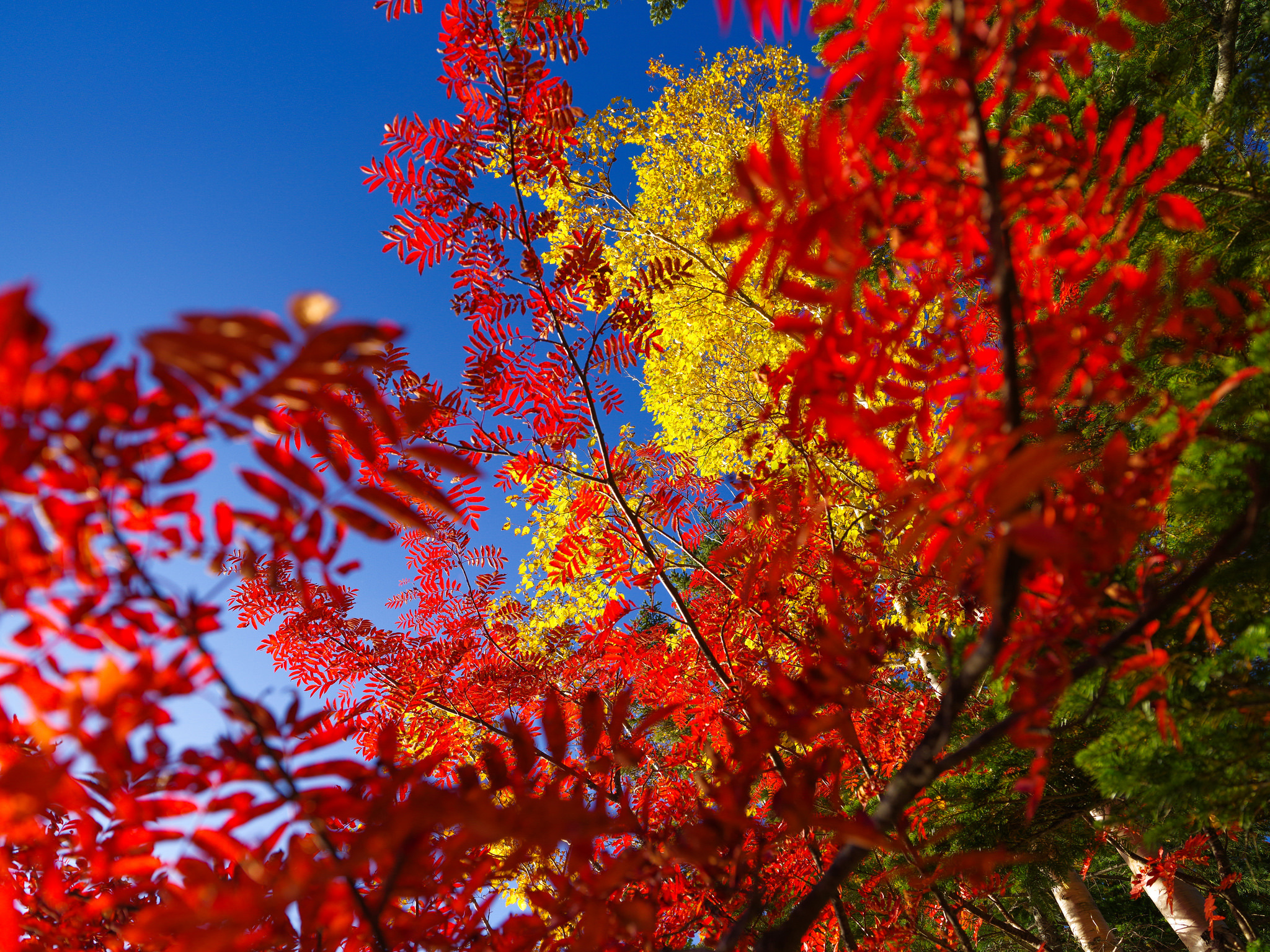 Обои небо, дерево, листья, осень, багрянец, the sky, tree, leaves, autumn, the crimson разрешение 2048x1536 Загрузить