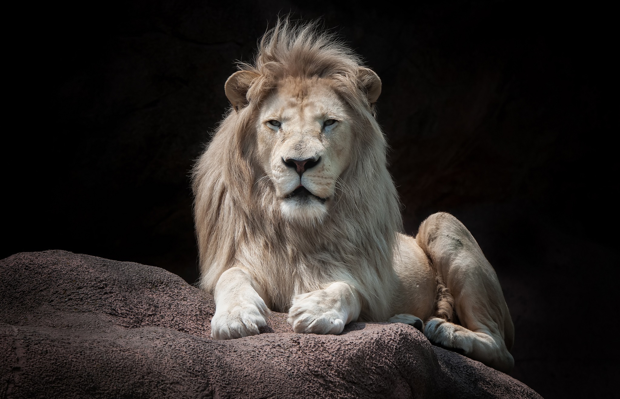 Обои морда, лапы, взгляд, хищник, камень, черный фон, лев, face, paws, look, predator, stone, black background, leo разрешение 2046x1316 Загрузить