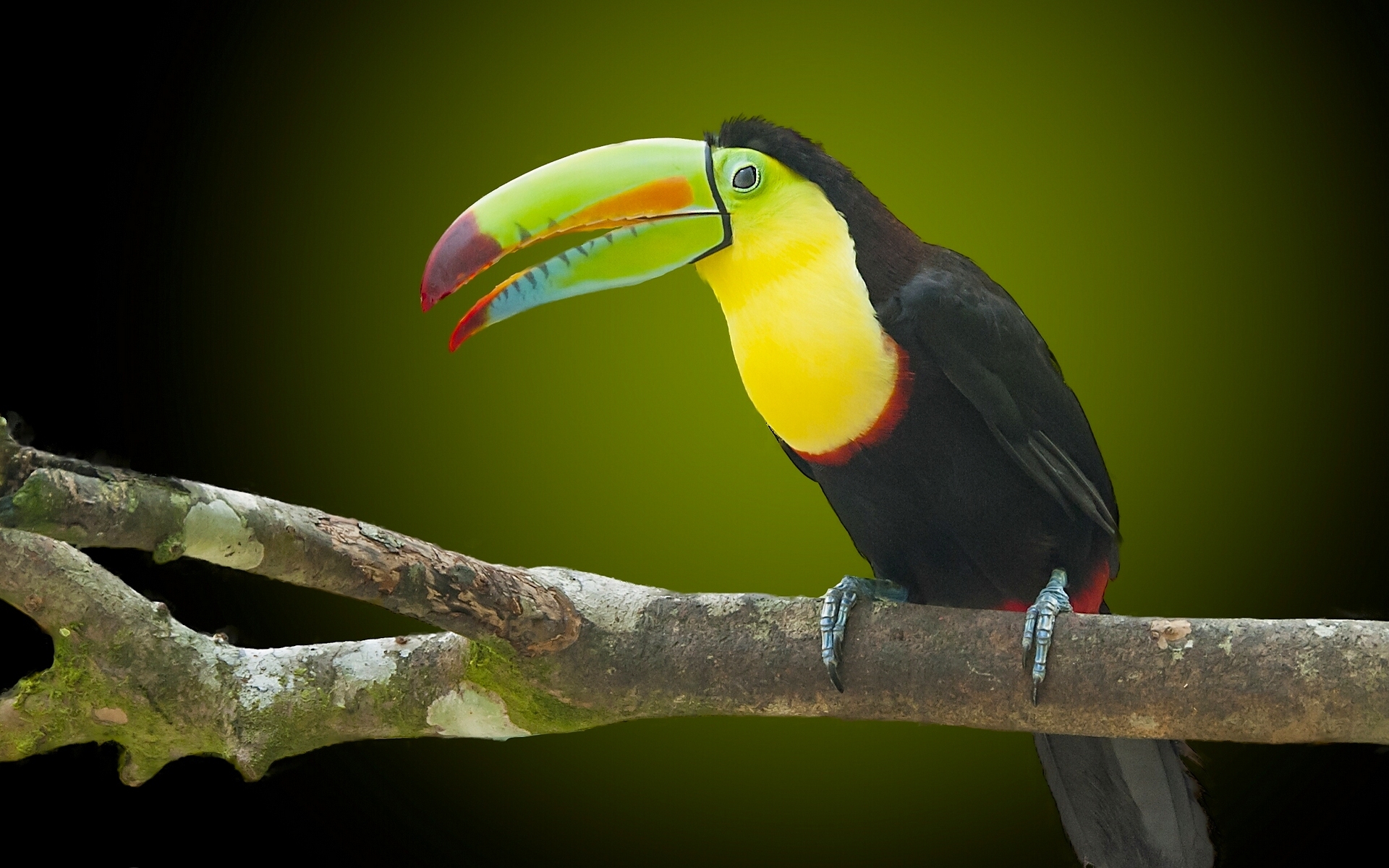 Обои природа, птица, тукан, клюв, nature, bird, toucan, beak разрешение 1920x1200 Загрузить