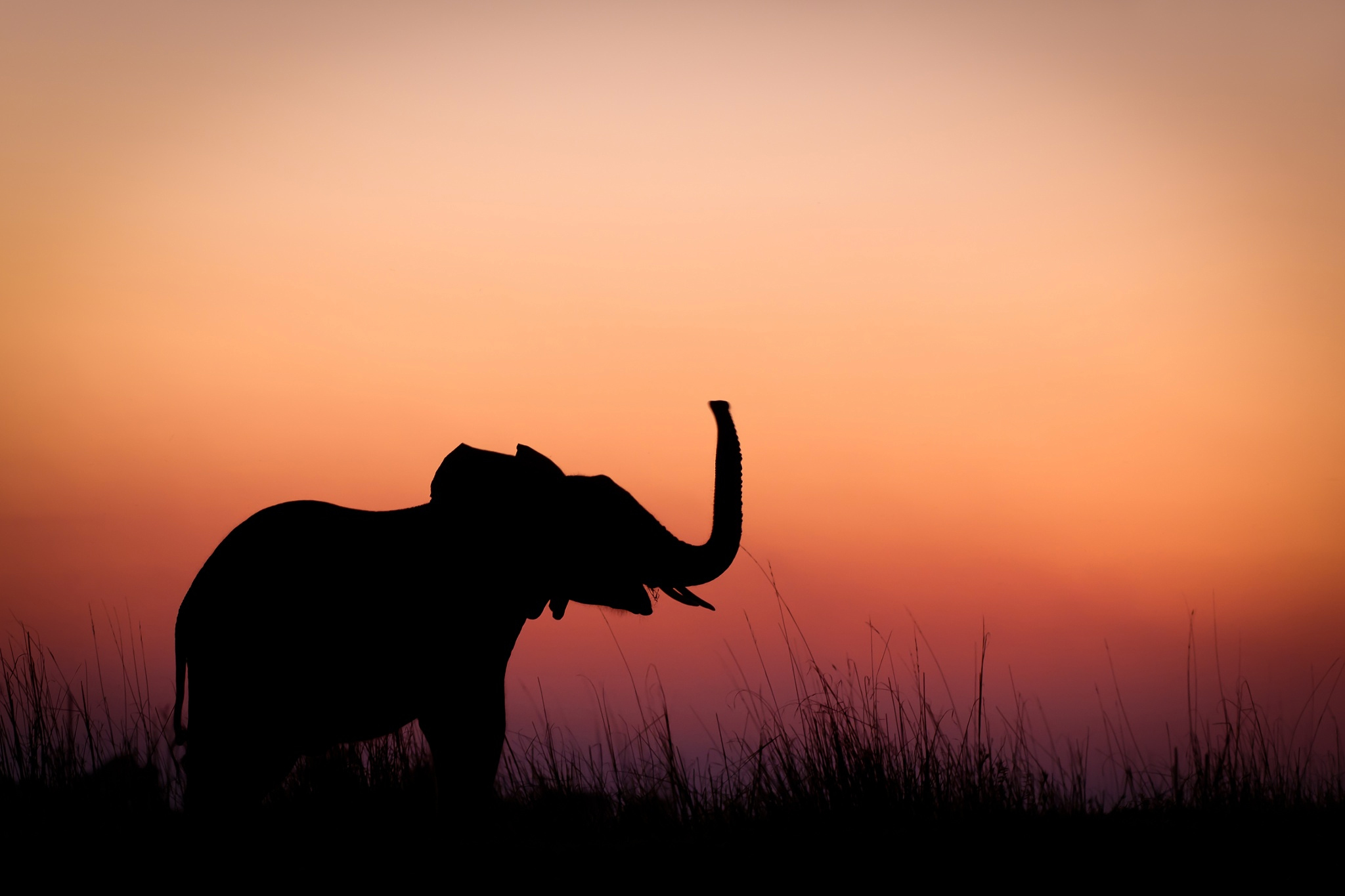 Носорог на закате скачать